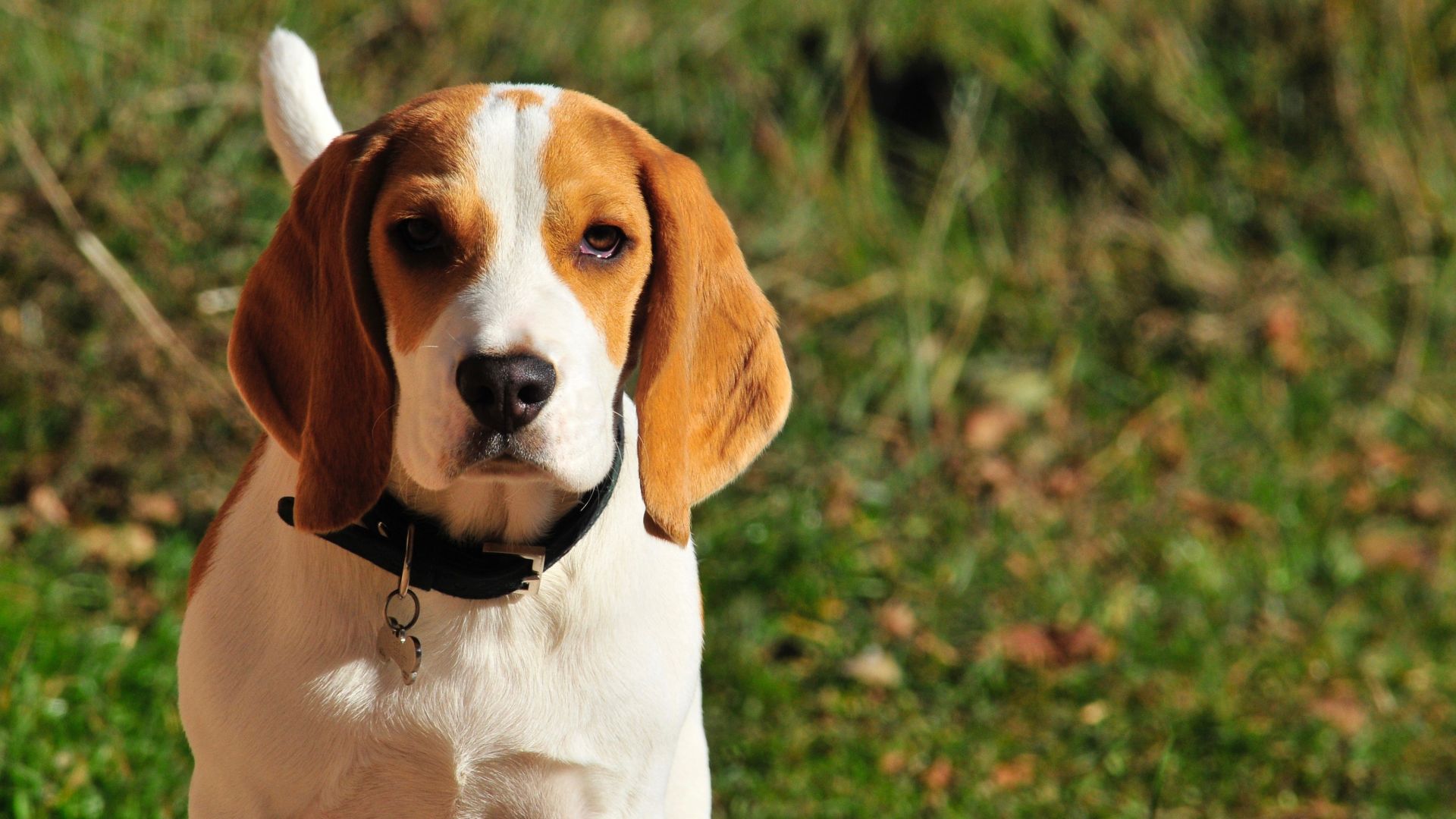 Wallpaper Beagle dog muzzle with collar