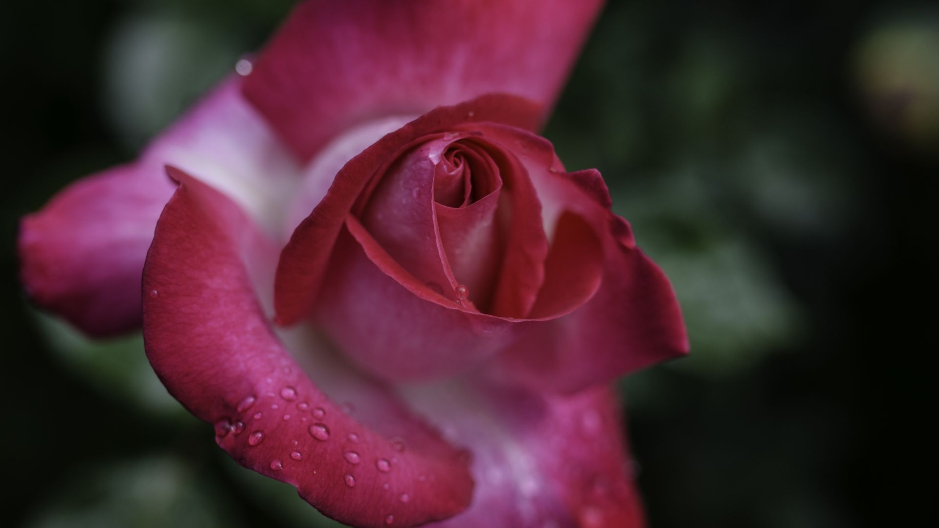 Wallpaper Pink rose, droplets, flower, bloom