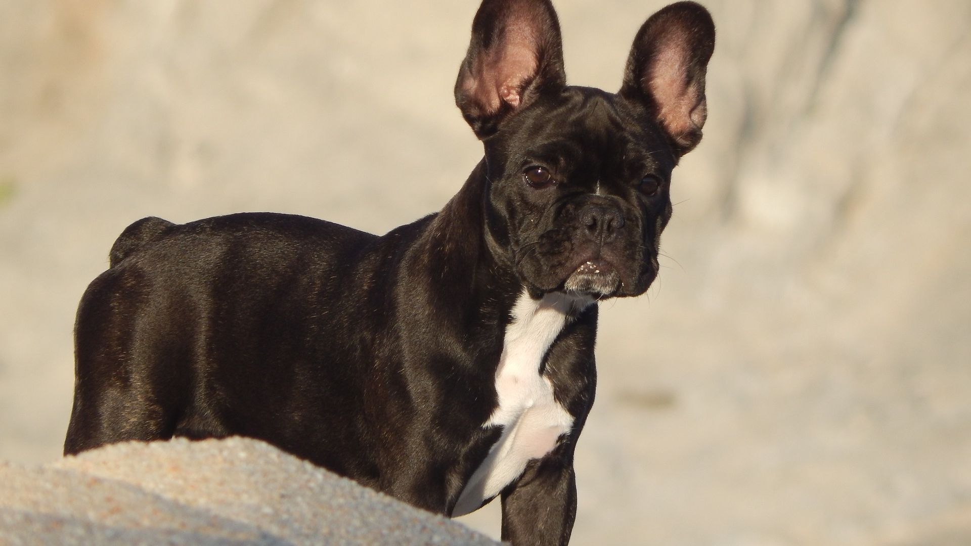 Wallpaper Bulldog, black pet, animal