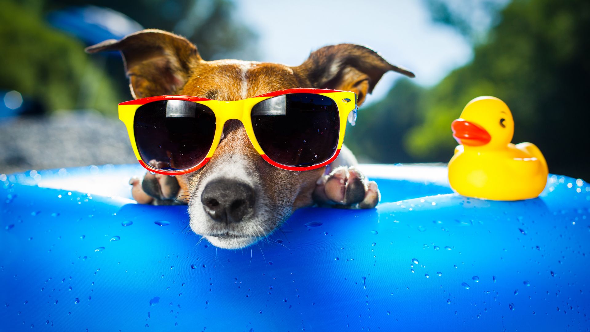 Wallpaper Dog wearing sunglasses 