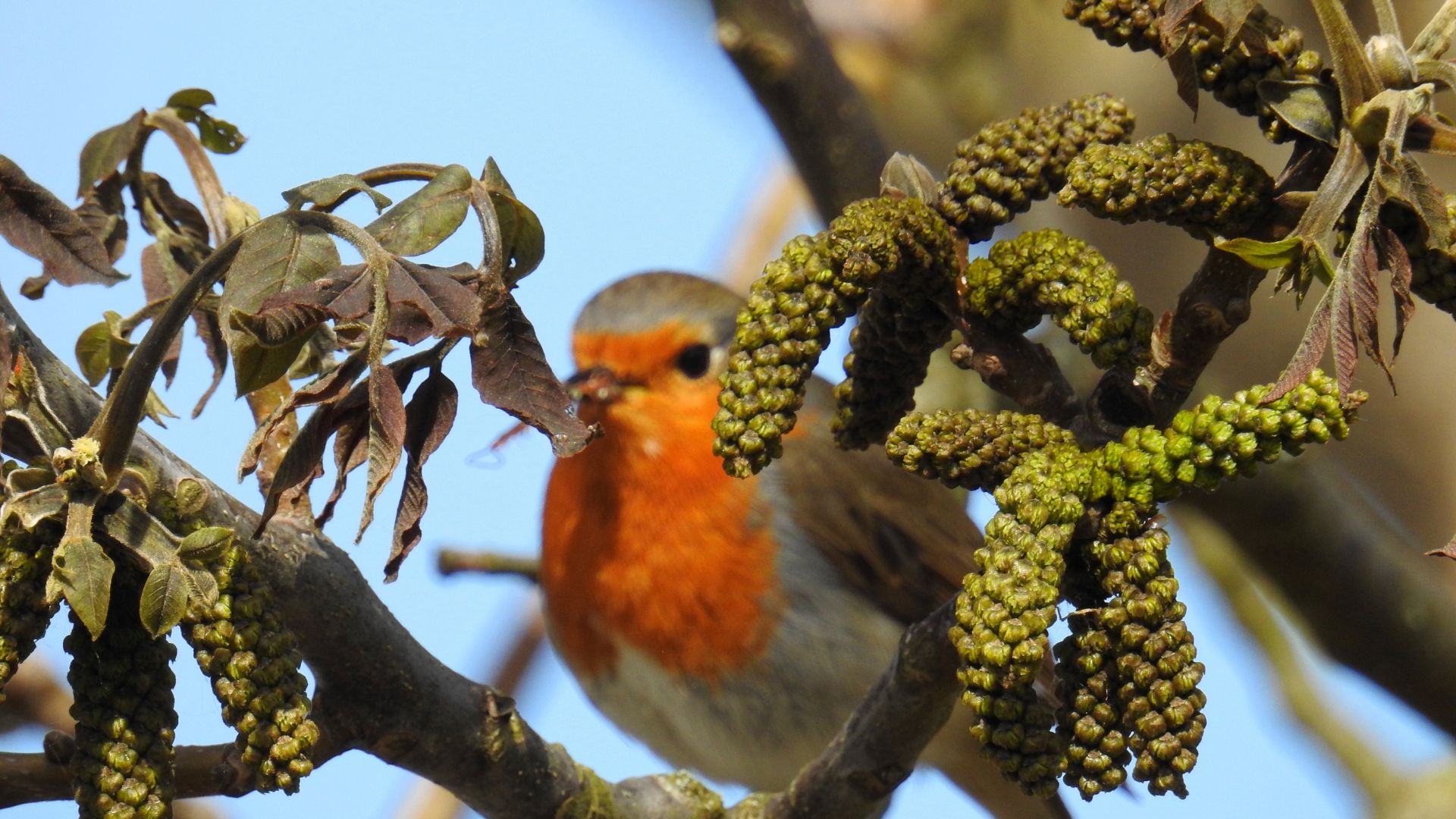 Wallpaper European robin, bird, tree branch, blur