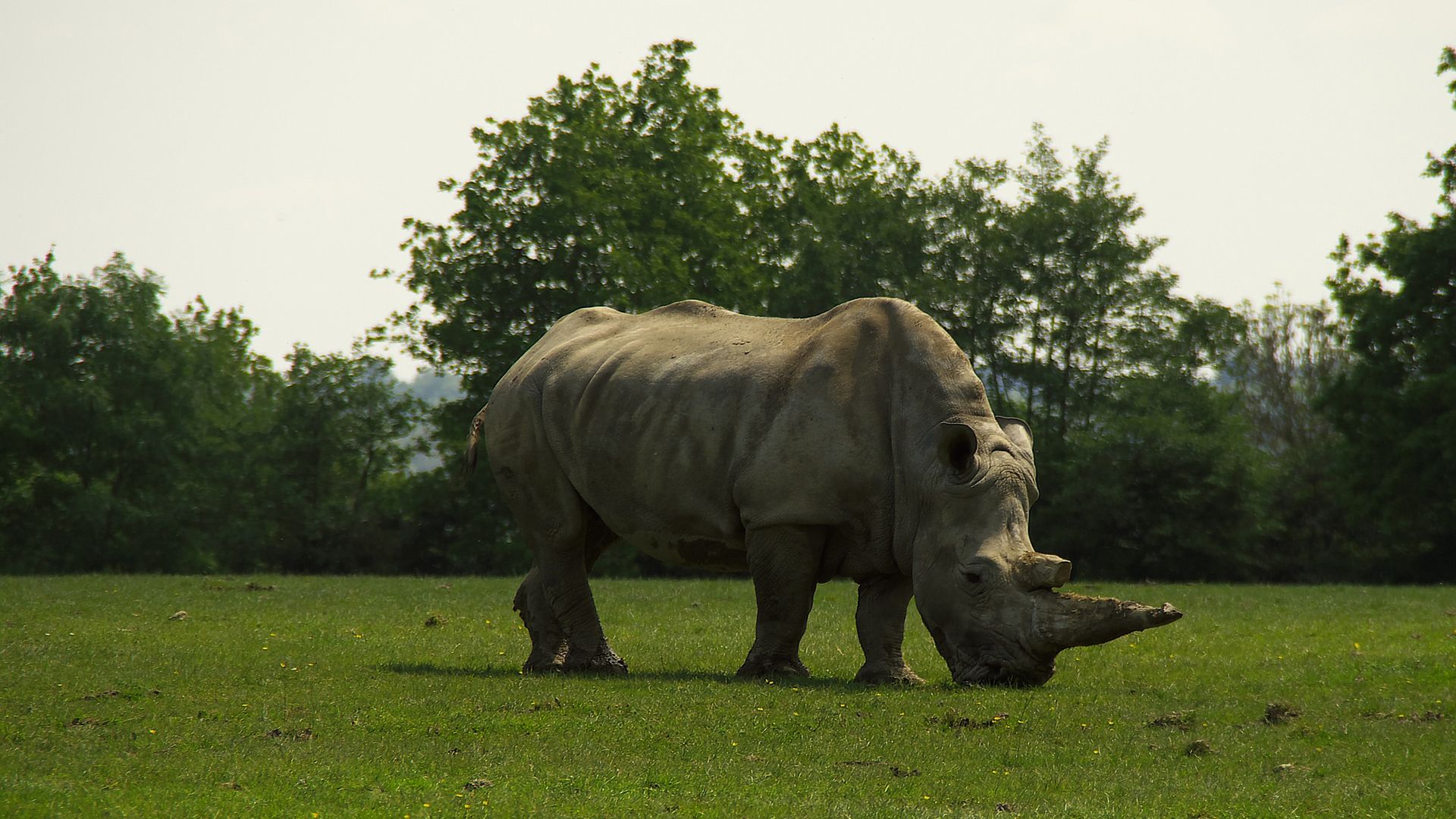 Wallpaper Rhinoceros, wild animal, horns