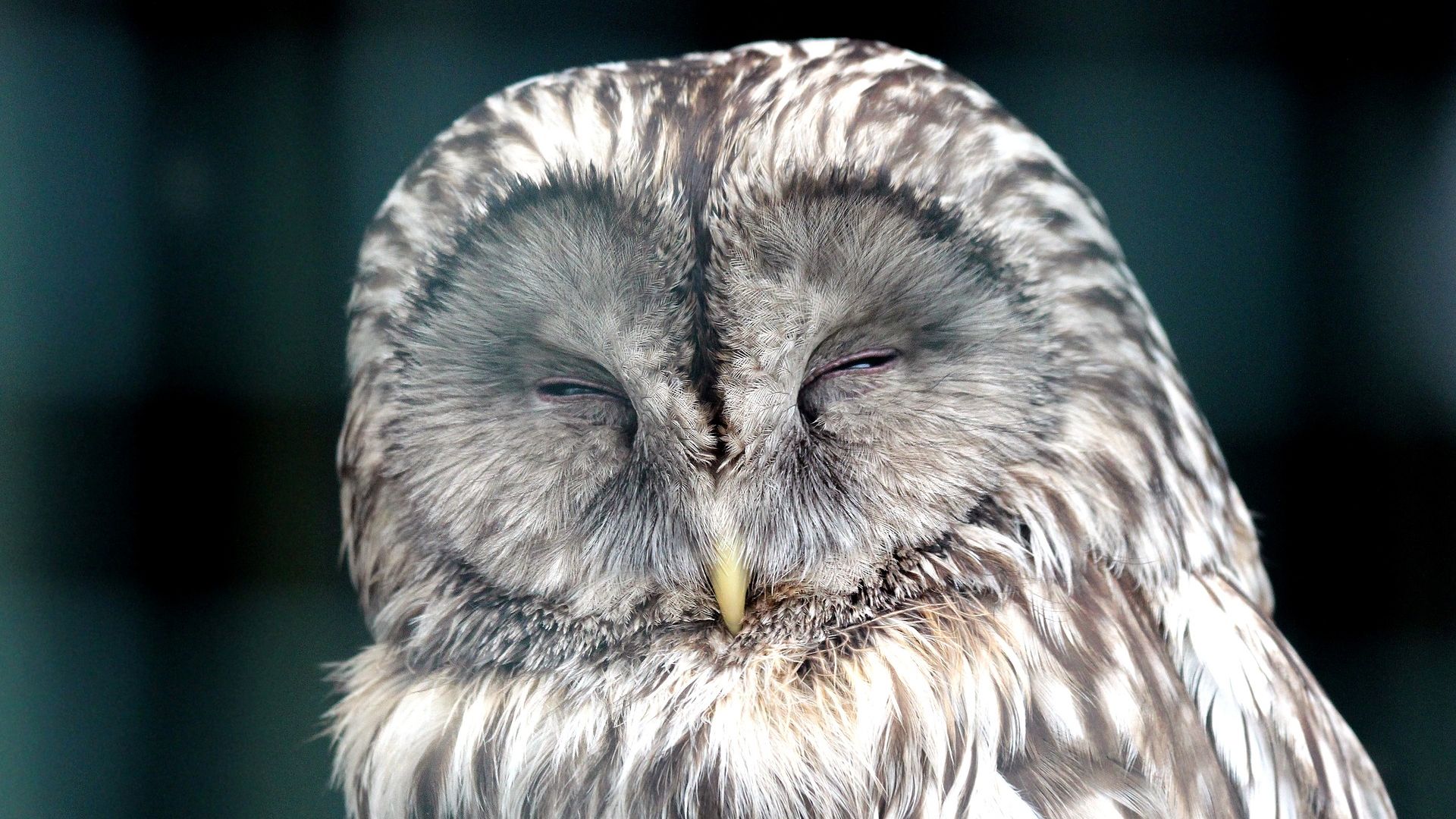 Wallpaper Sleeping owl, bird, predator