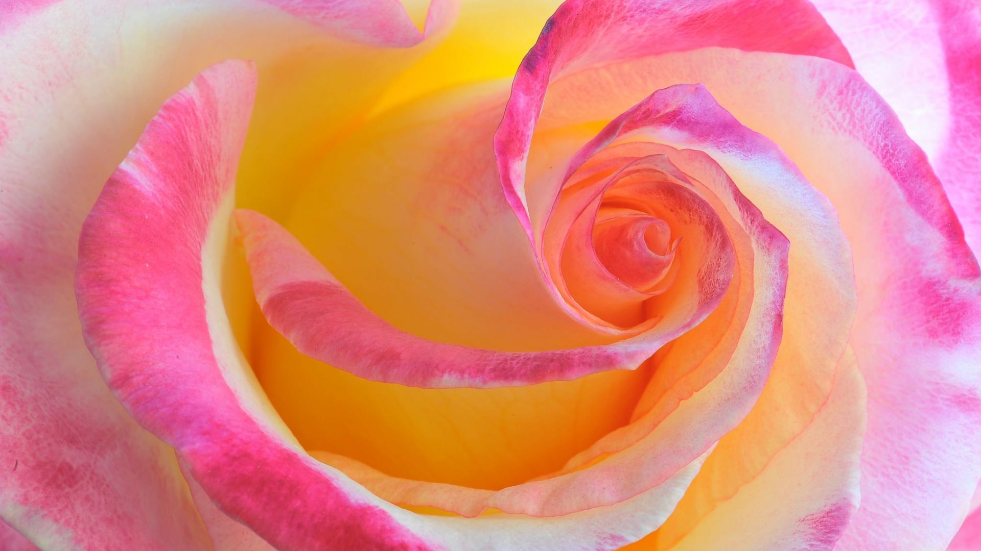 Wallpaper Rose flower petals