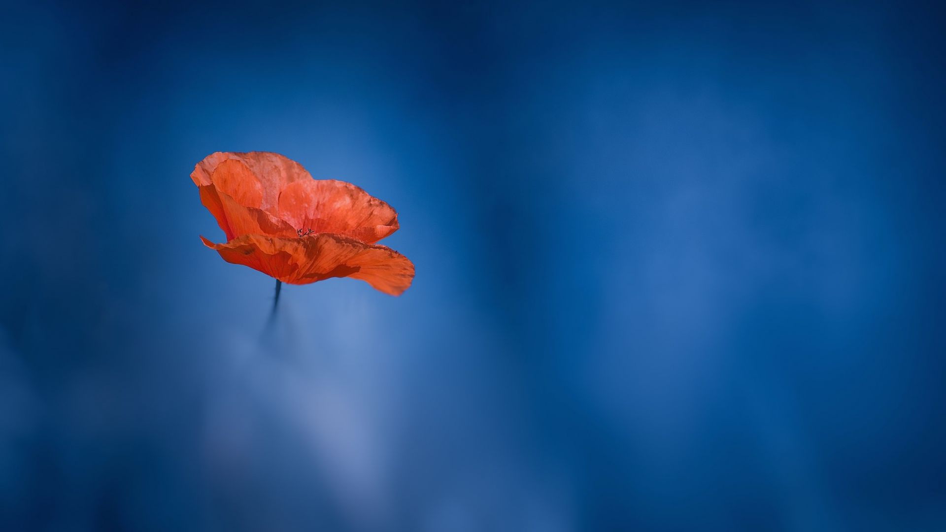 Wallpaper Poppy flower, close up, blur