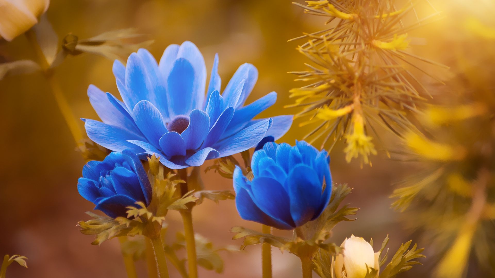 Wallpaper Anemone, blue flowers, blossom, blur