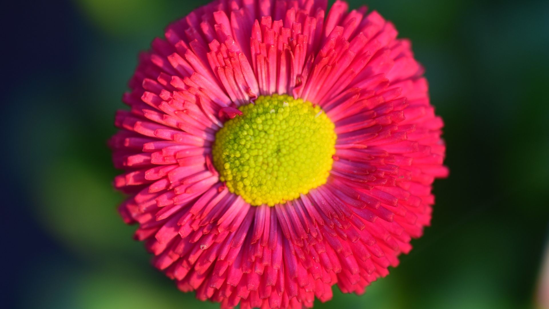 Wallpaper Daisy, Red bloom, flower