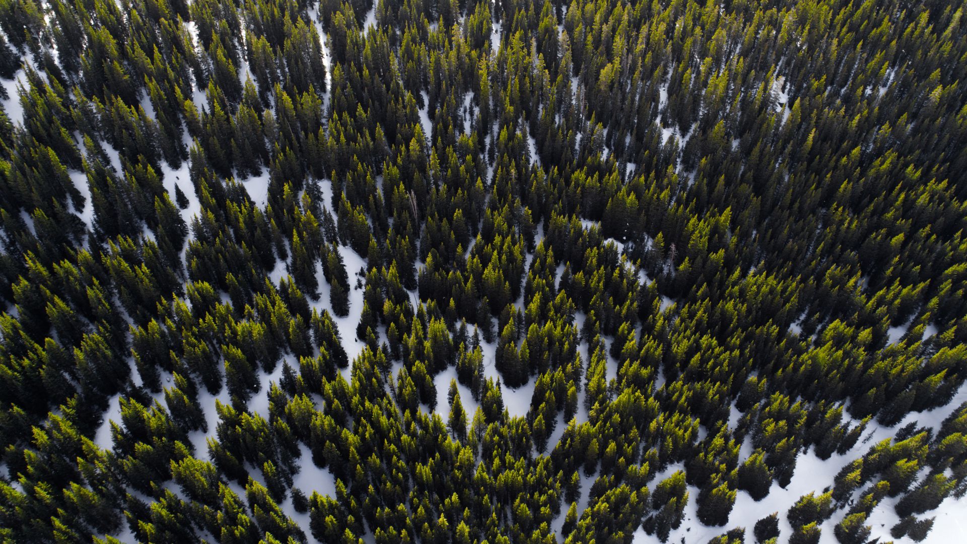 Wallpaper Trees, aerial view, forest, nature