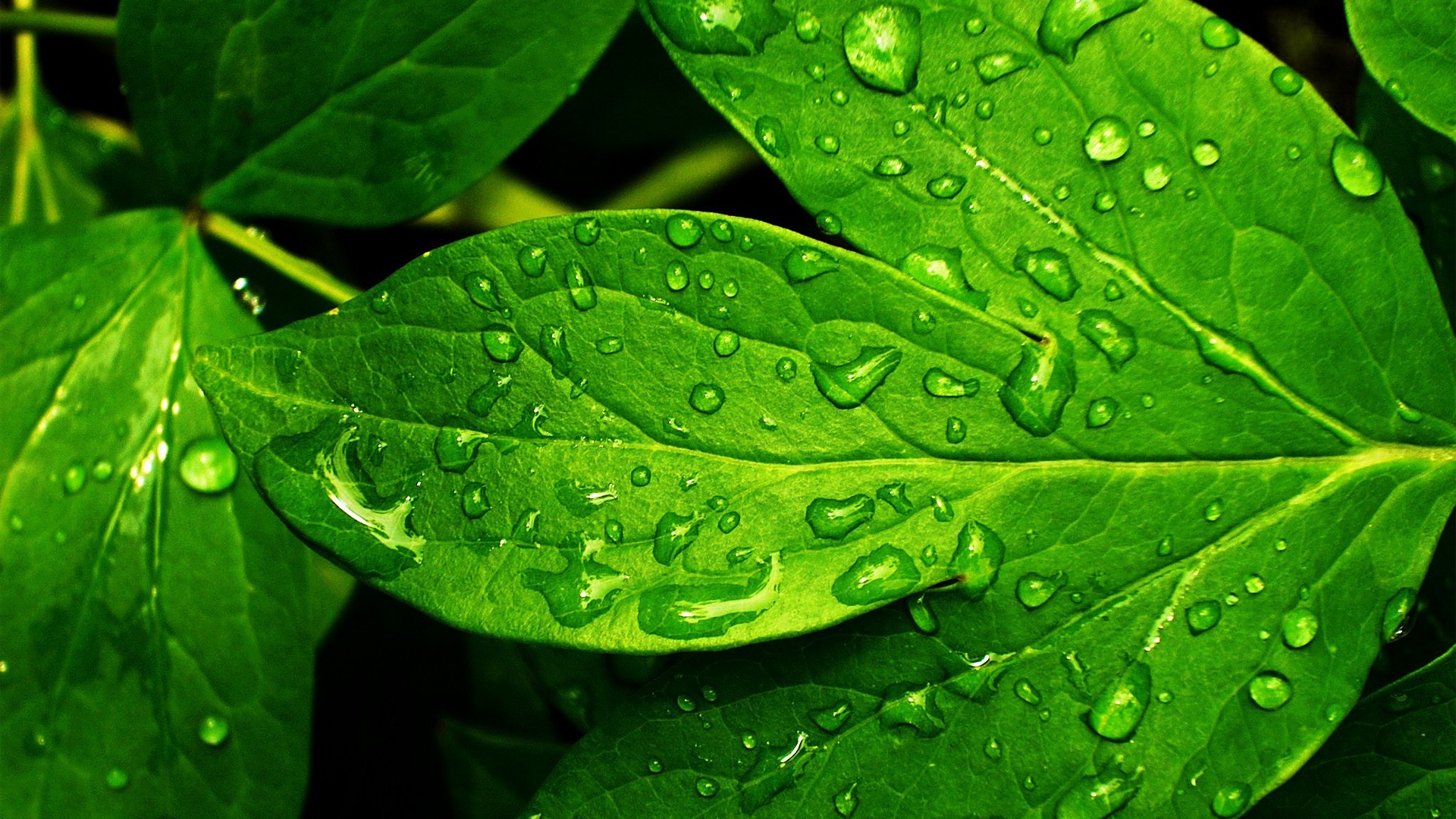 Wallpaper Water drops, green leaves, close up