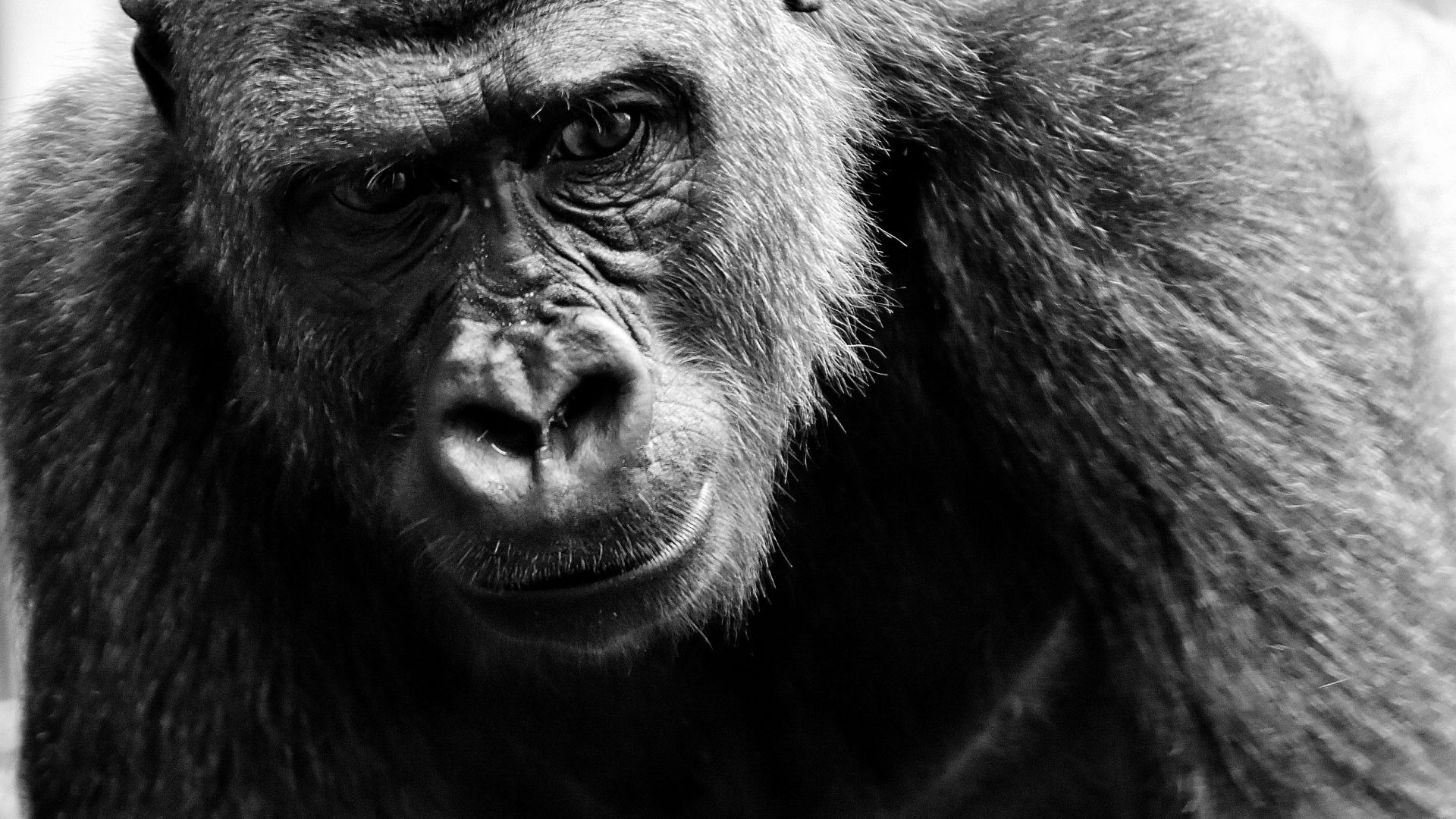 Wallpaper Black Gorilla monkey, animal, monochrome