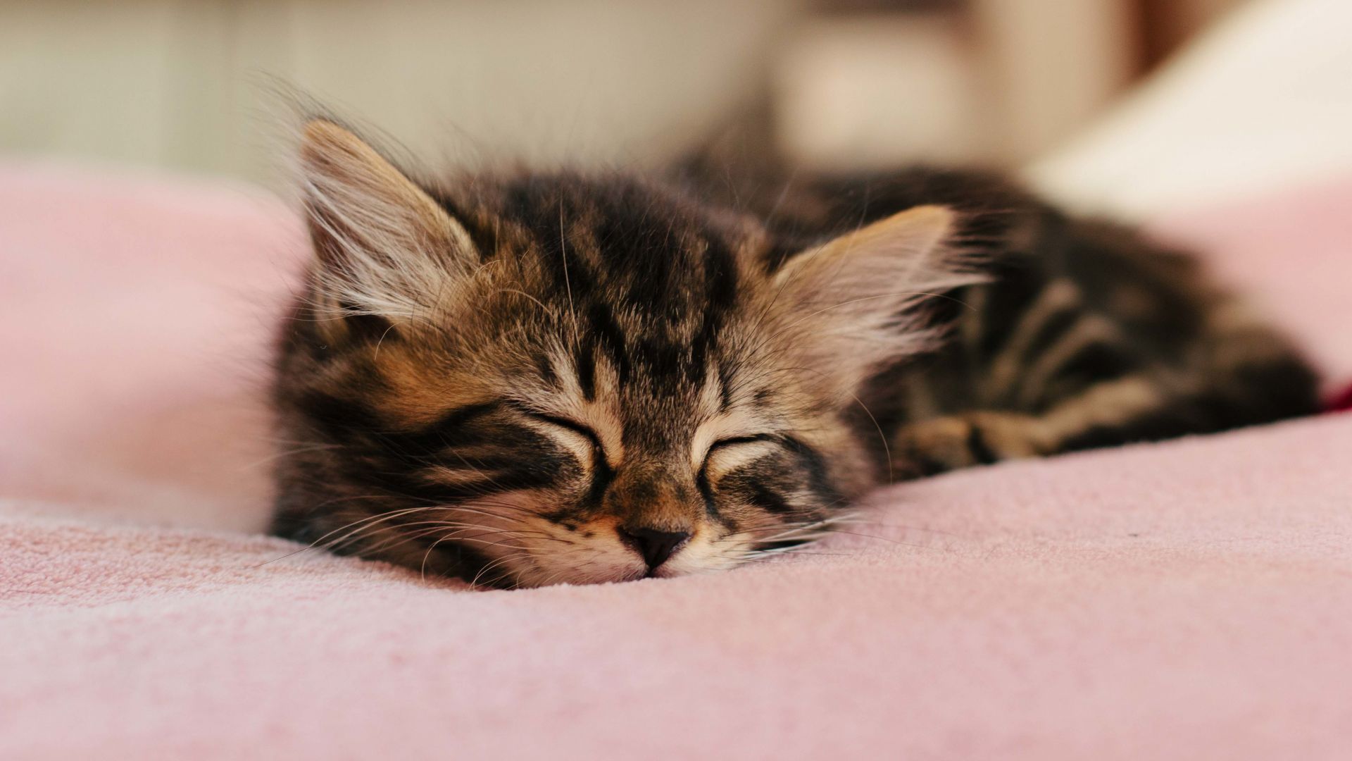 Wallpaper Cute, sleep, kitten, baby animal