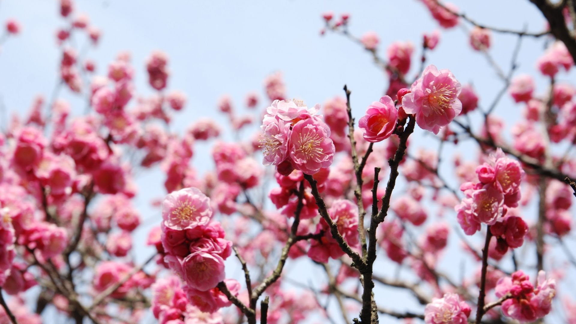 Wallpaper Cherry blossom, pink flowers