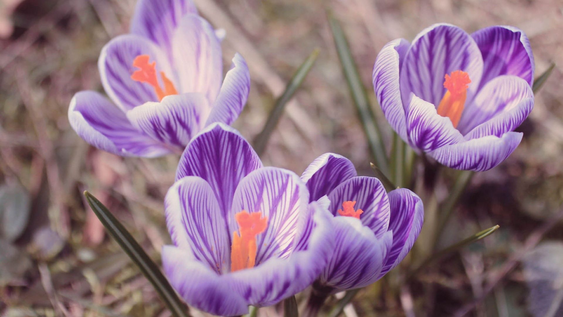 Wallpaper Crocus, spring, purple flowers