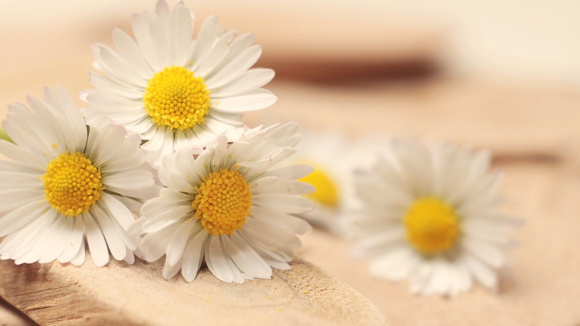 Wallpaper Daisy, blur, white flowers