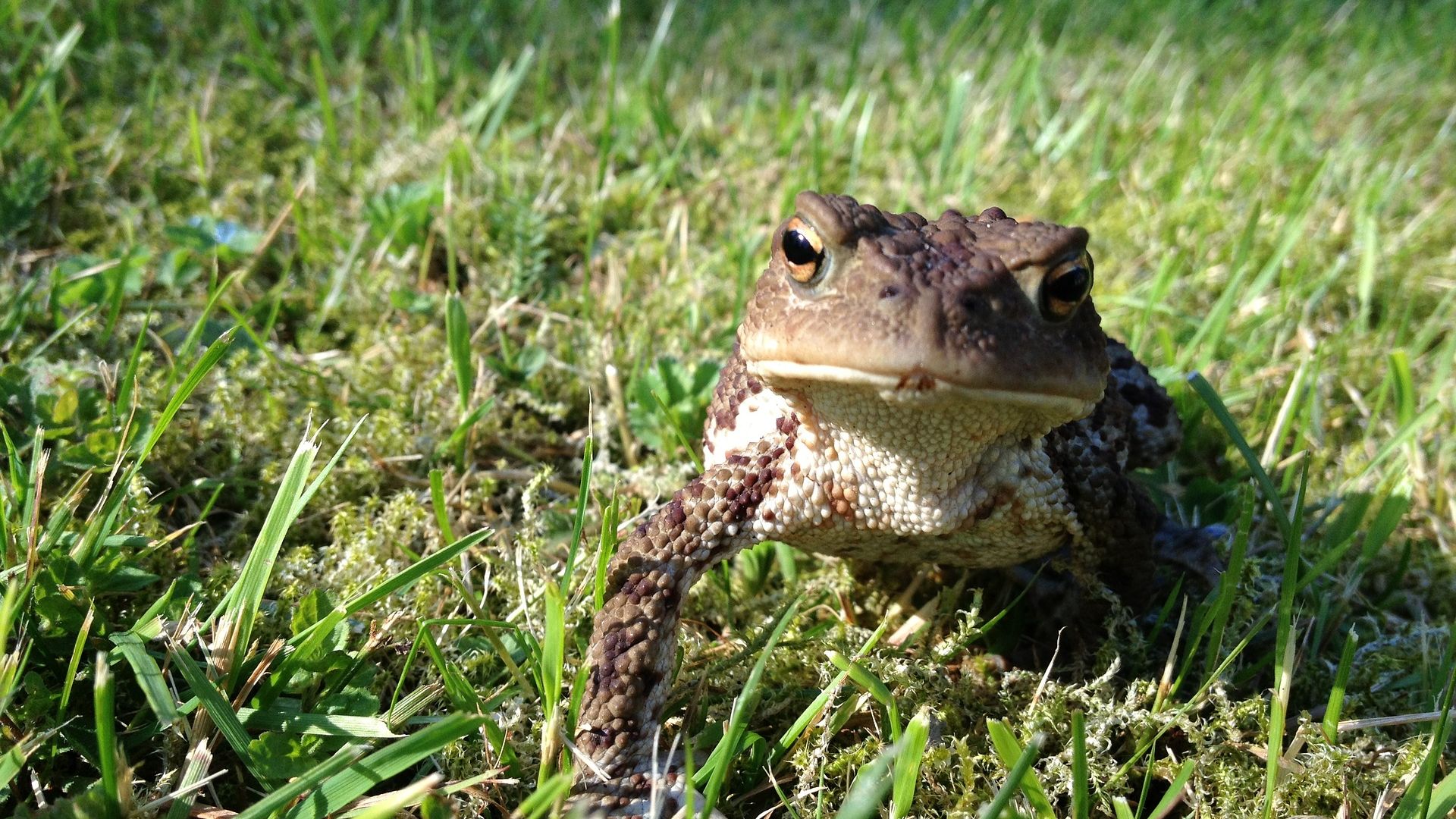 Wallpaper Frog, toad, green grass