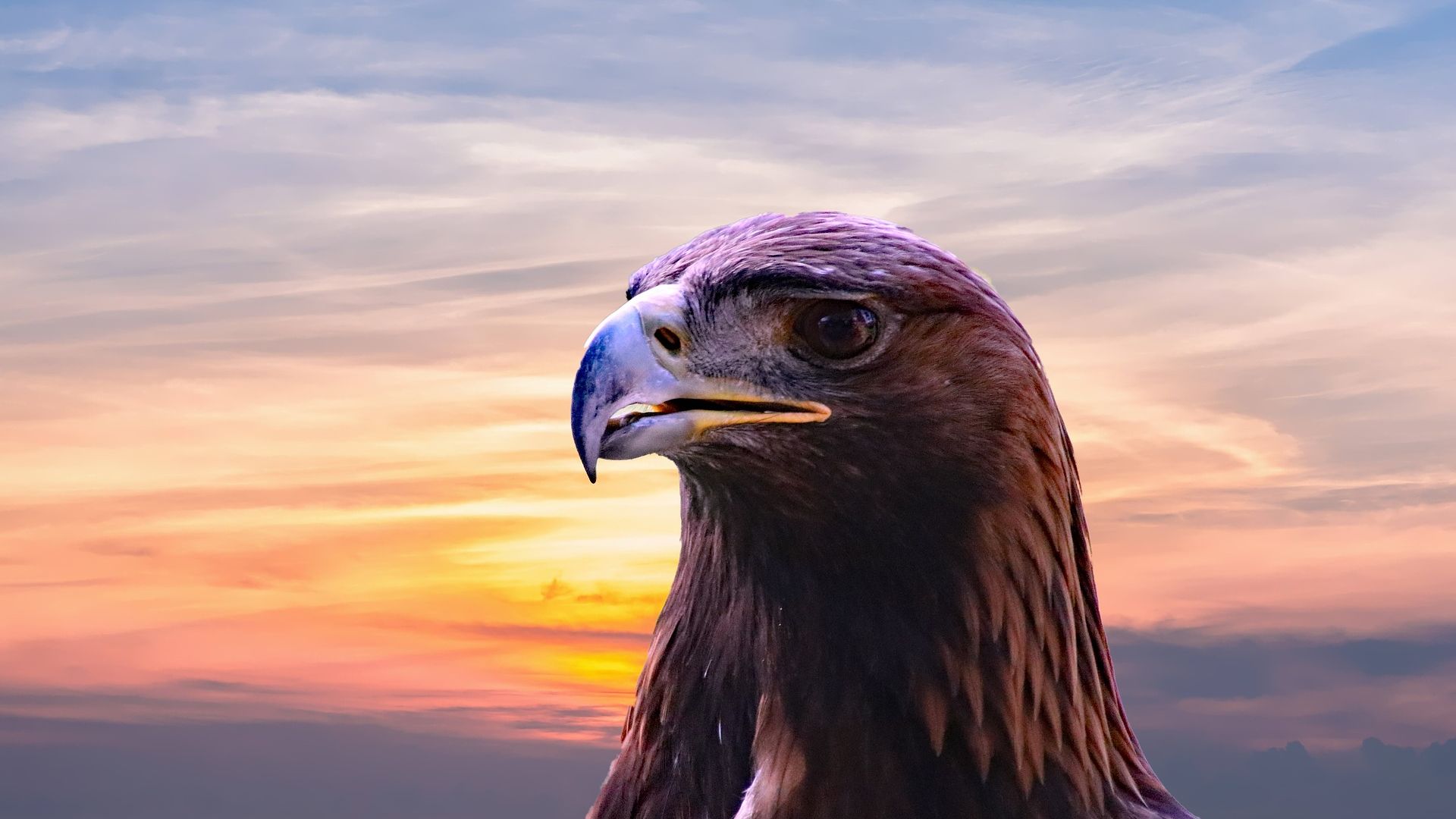 Wallpaper Golden eagle, bird, beak