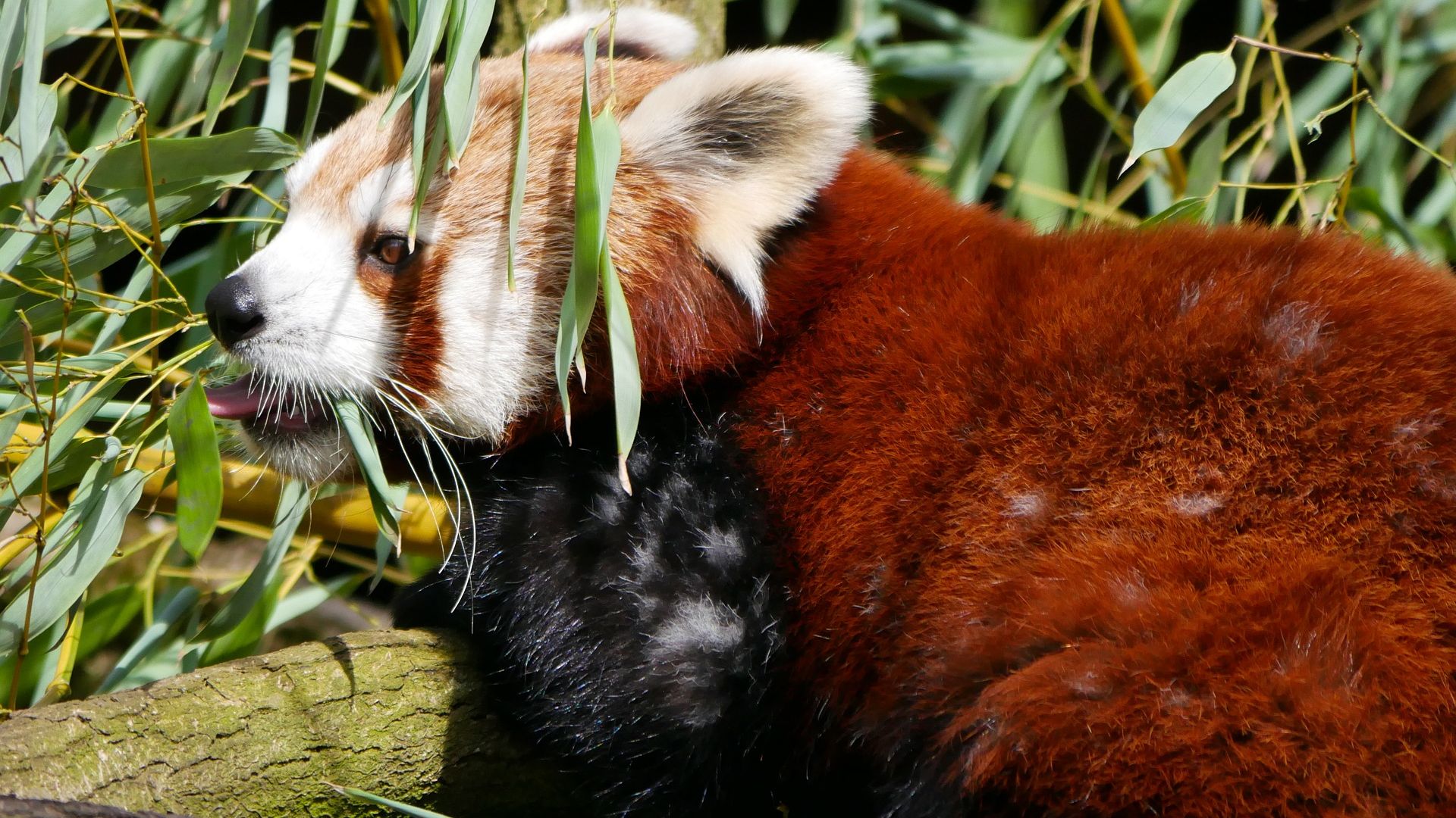 Wallpaper Red panda, furry animal, cute