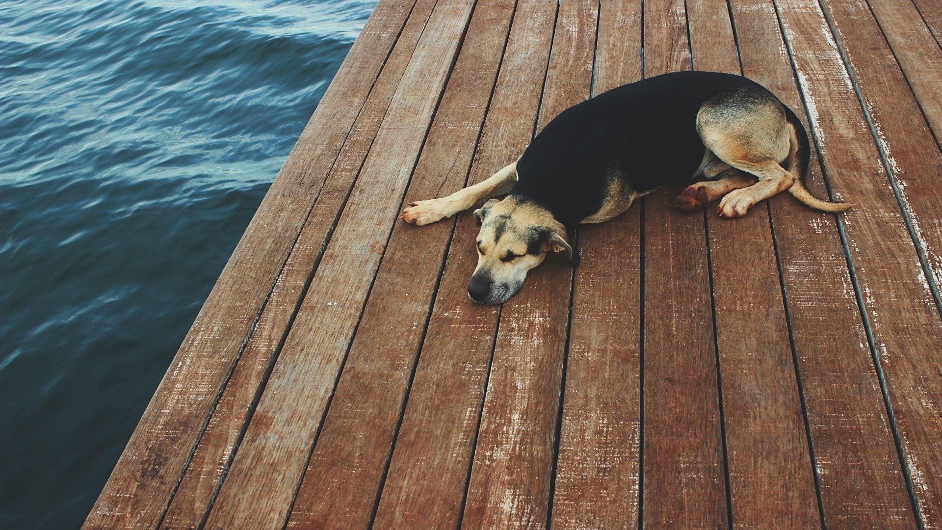 Wallpaper Dog on dock, rest