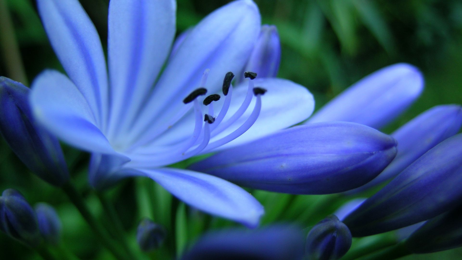 Wallpaper Blue flower, close up, pollen, petals