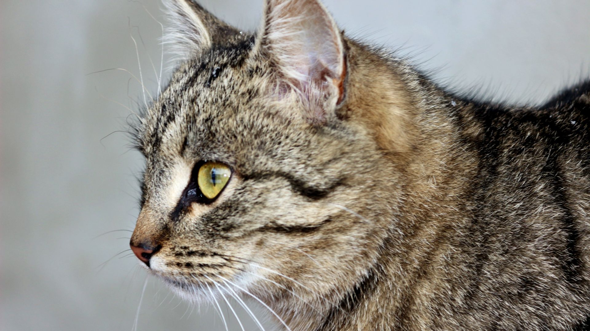Wallpaper Cat, animal, fur, pet, domestic