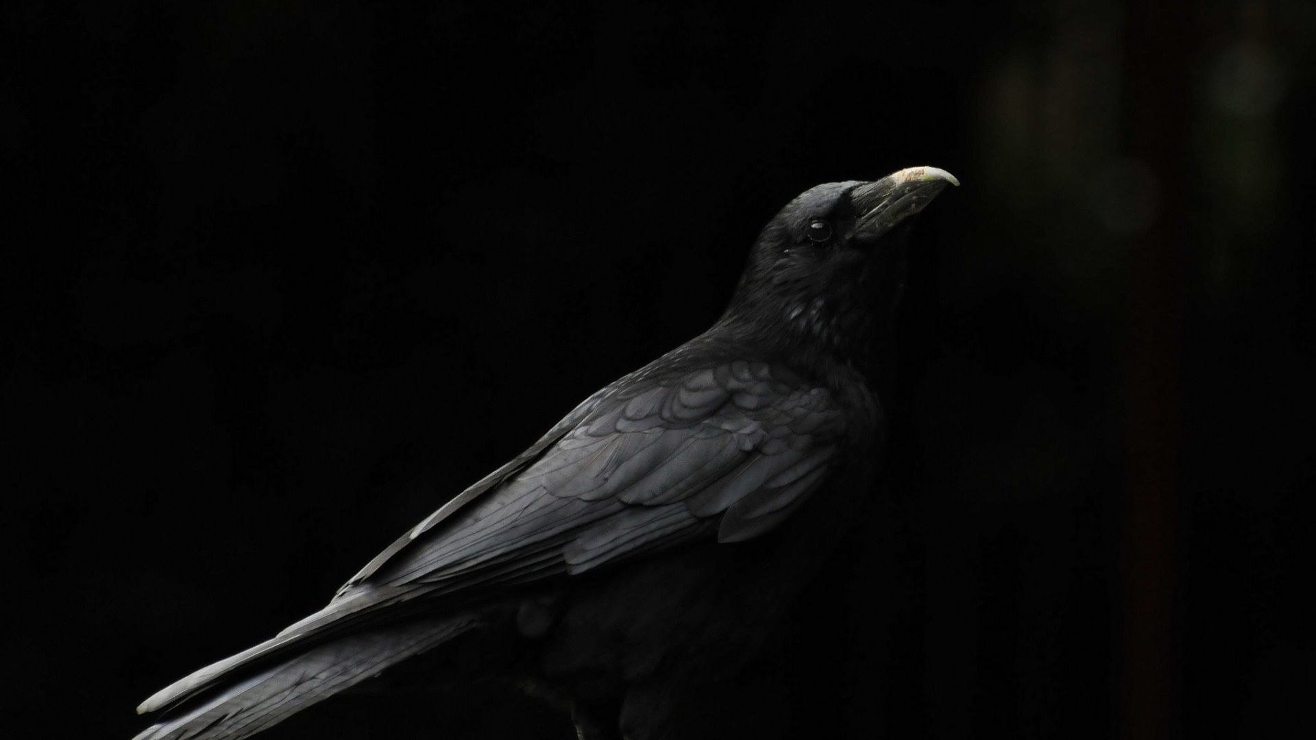 Wallpaper Crow, black birds, monochrome