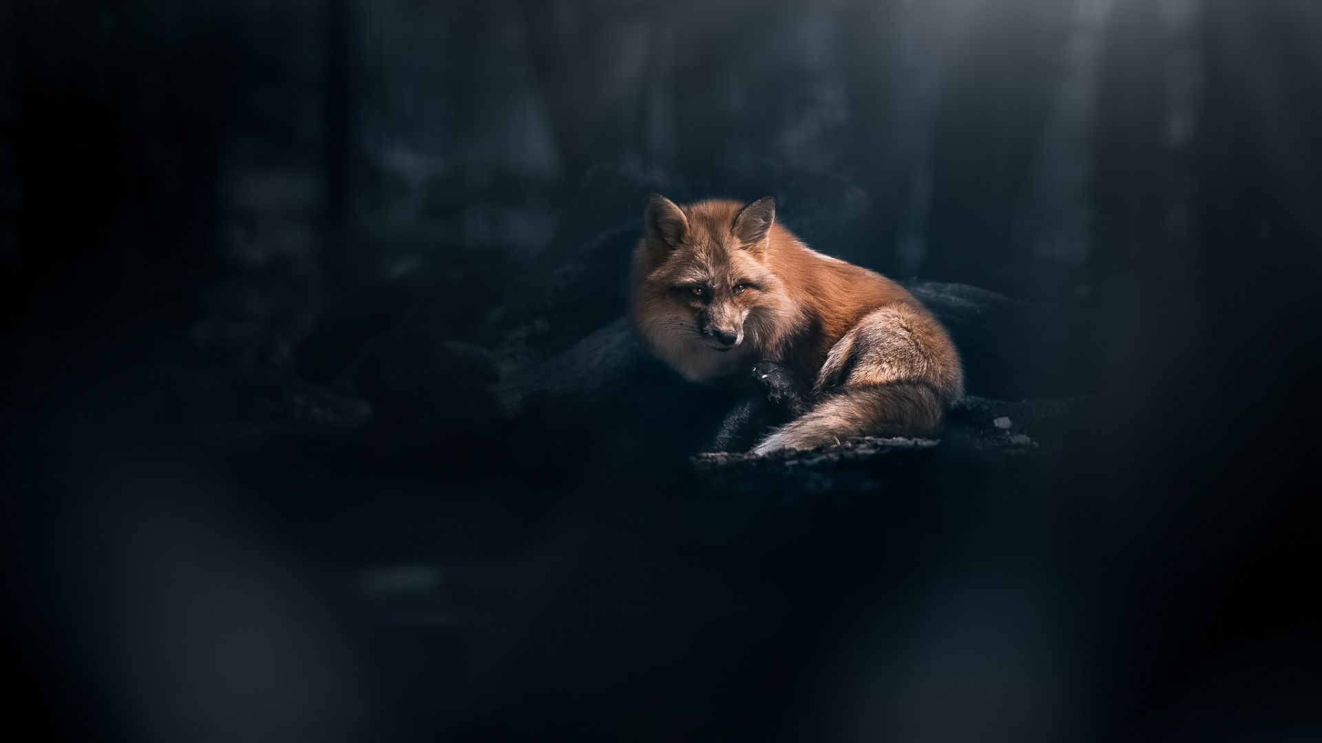 Desktop Wallpaper Dark, Fox, Animal, Hd Image, Picture, Background, Lh2Ipk