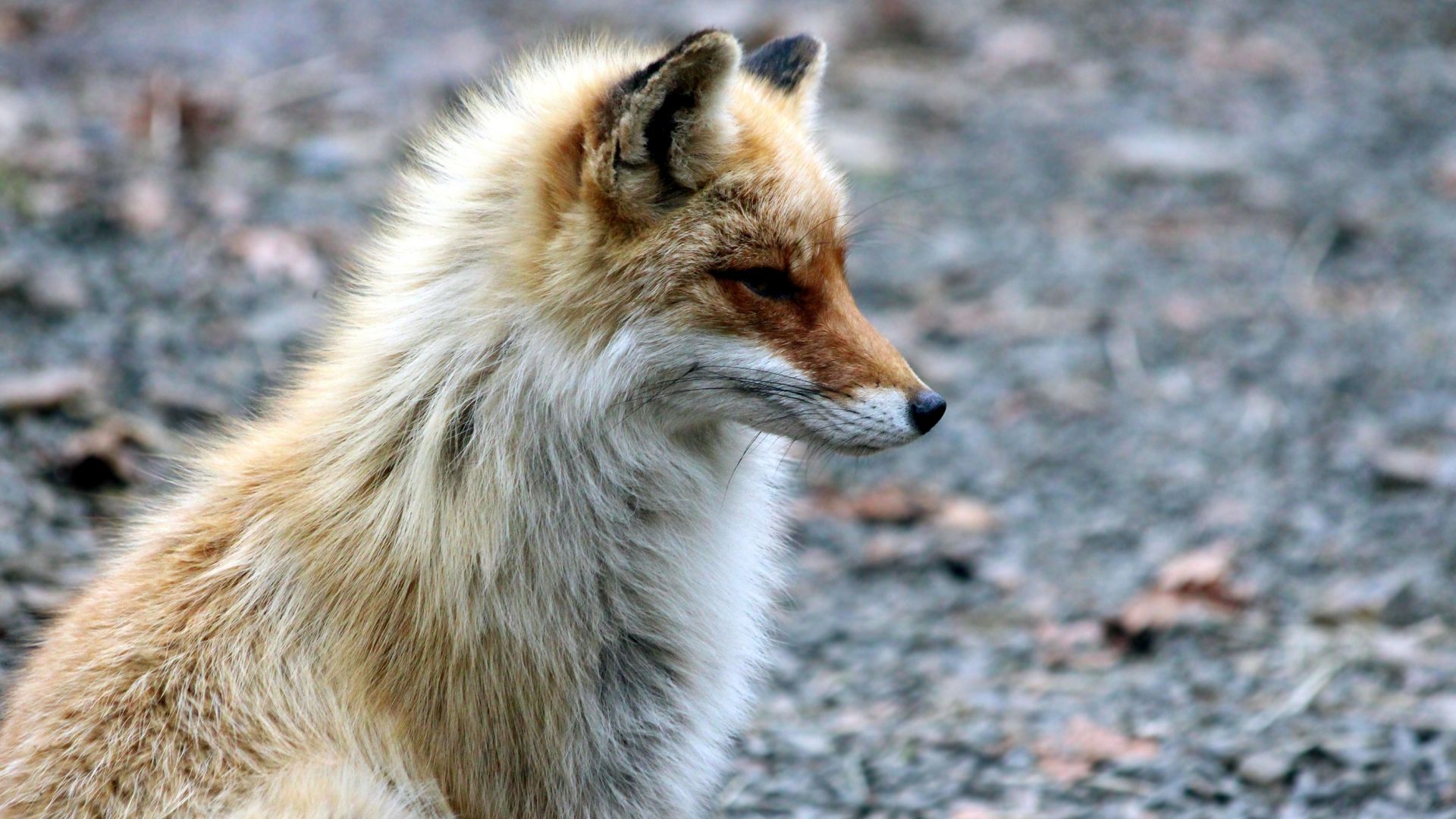Desktop Wallpaper Furry, Red Fox, Cunning Animal, Hd Image, Picture,  Background, Lhbds7