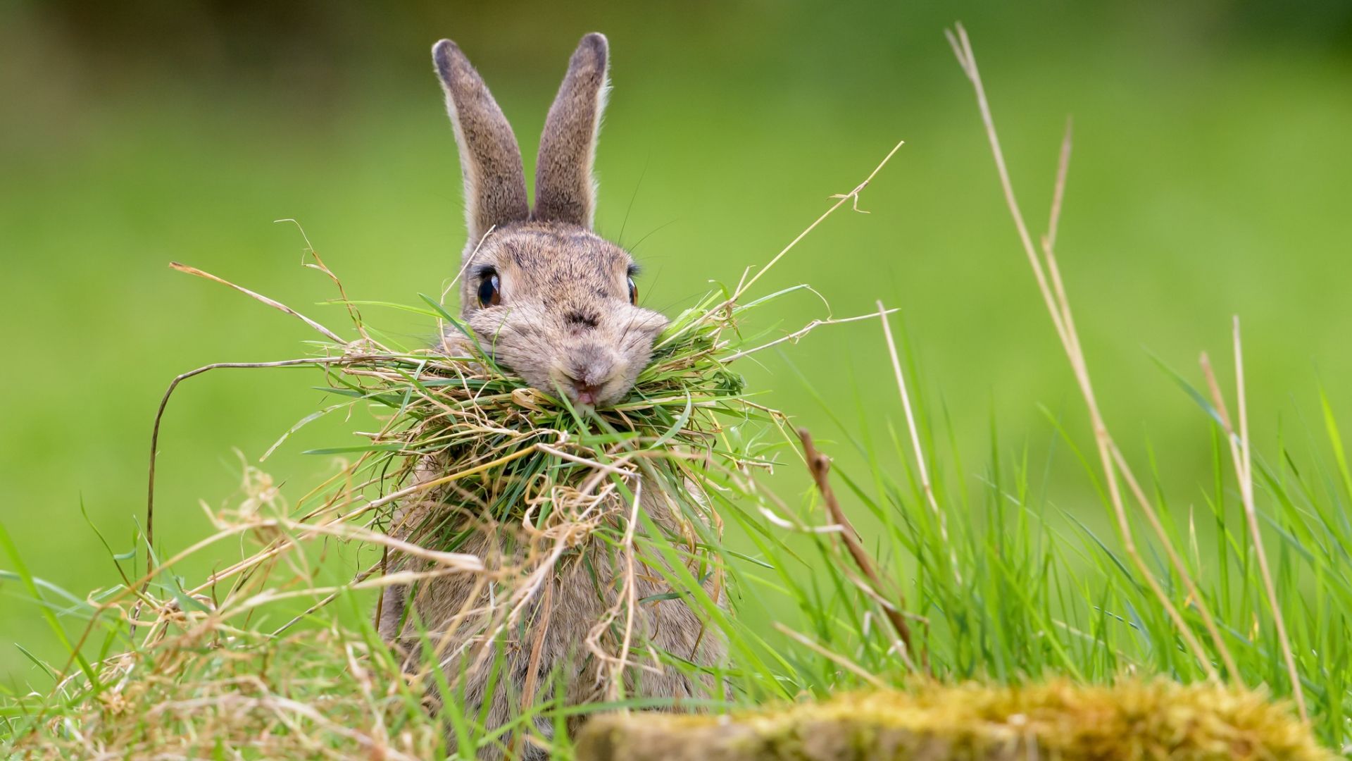 Wallpaper Rabbit, bunny eating grass, cute