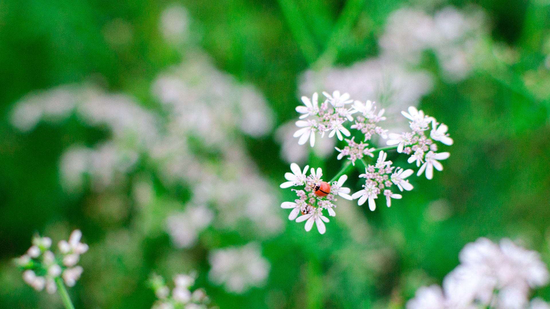 Wallpaper White small flowers, bug, blur