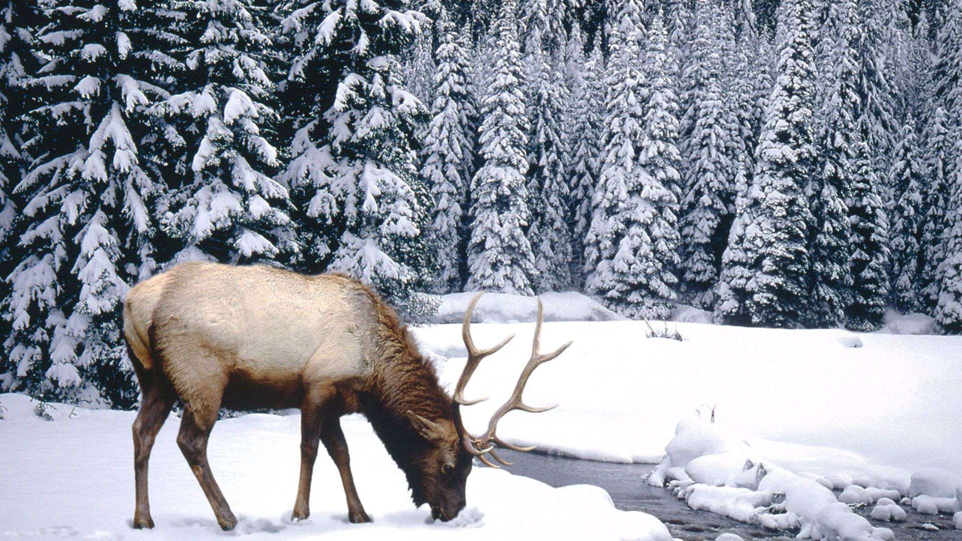 Wallpaper Elk winter animal