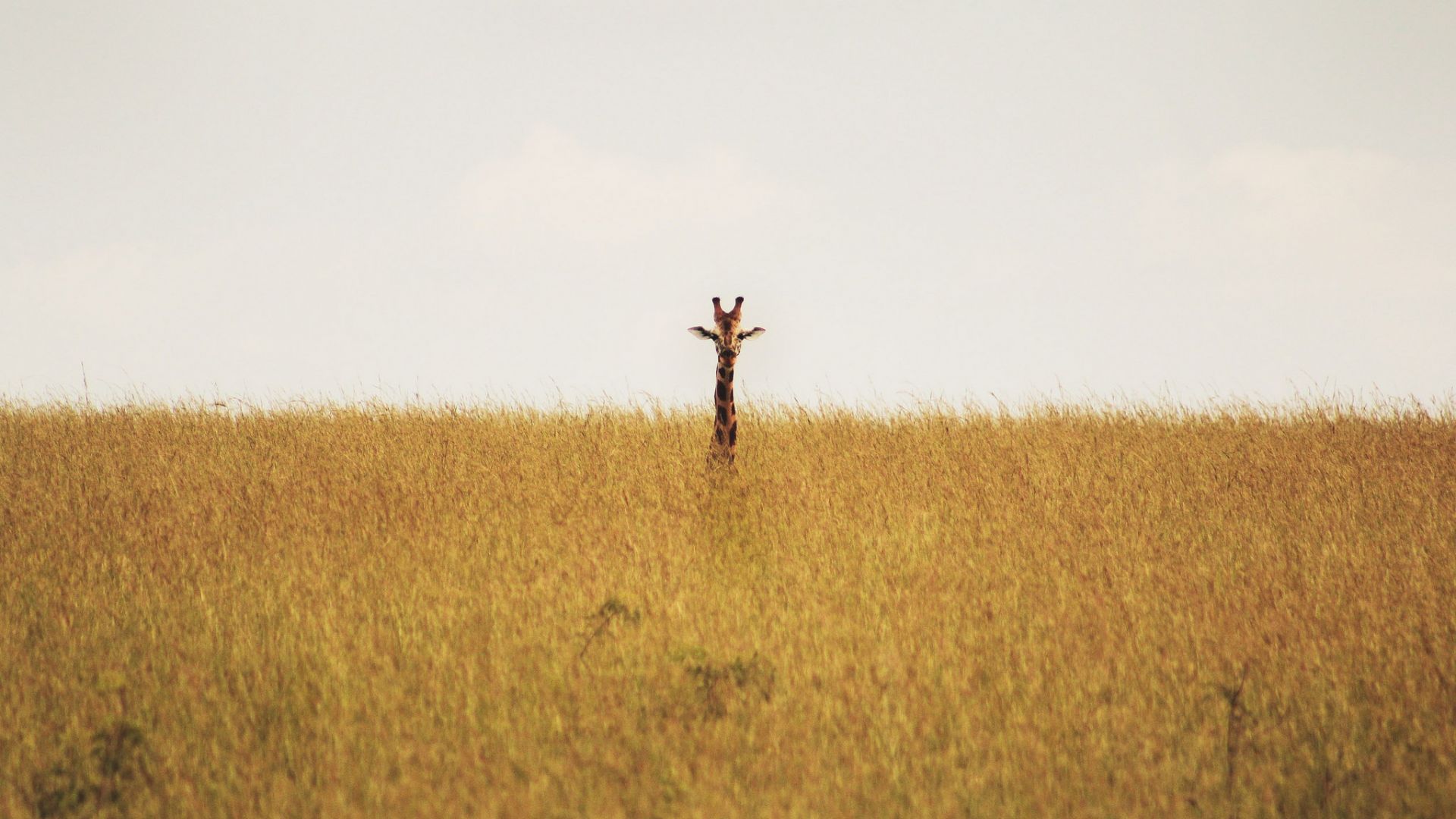 Wallpaper Giraffe in grass field landscape