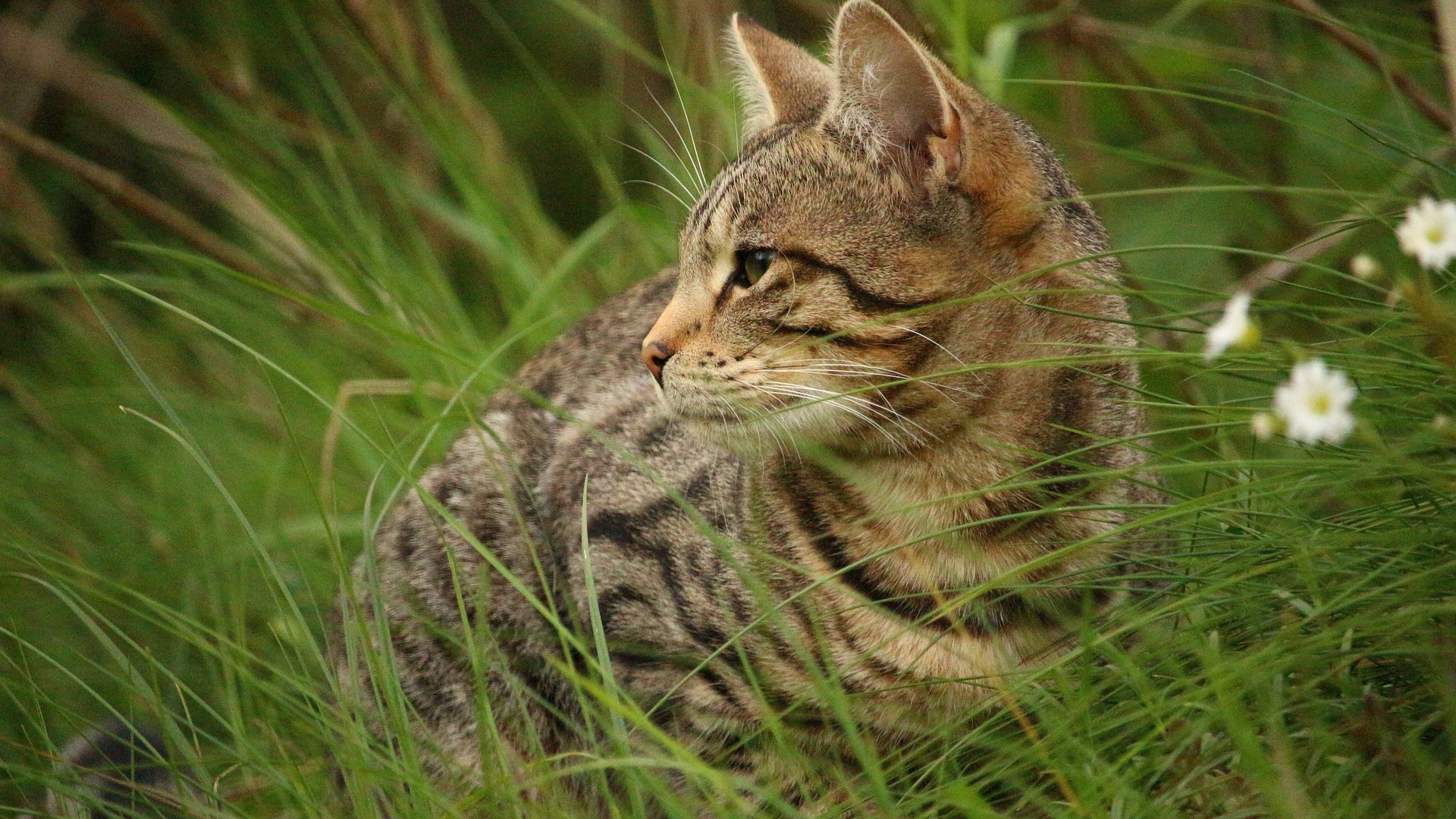 Wallpaper Cat, sitting, grass, pet