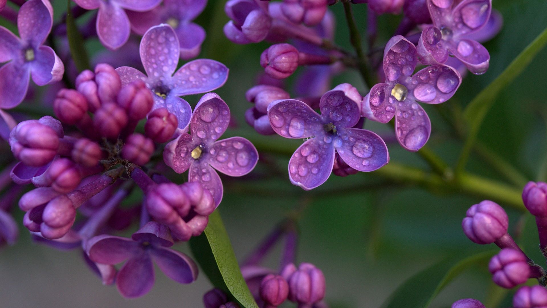Wallpaper Purple lilac, flowers, drops