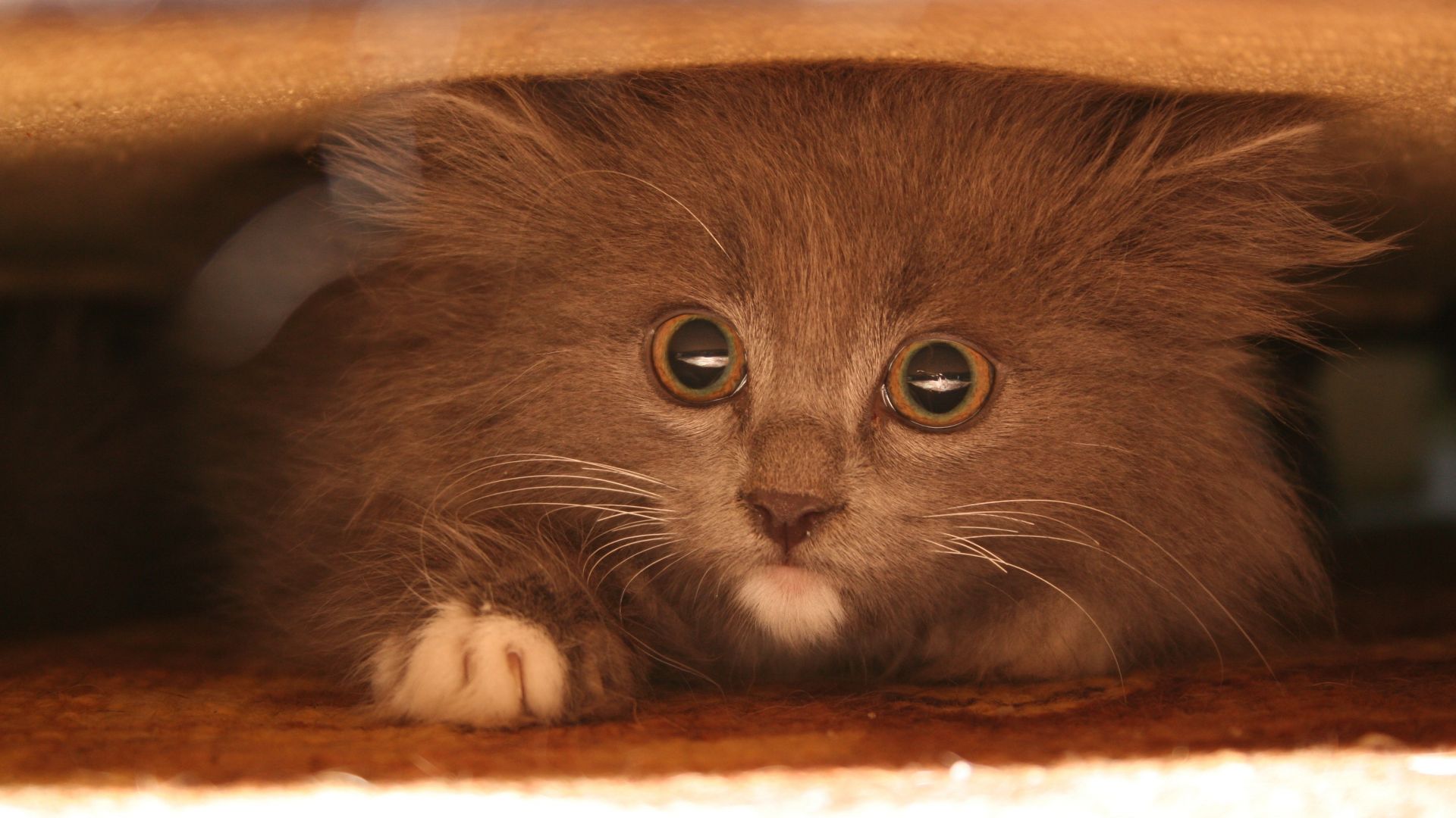 Wallpaper Kitten cat furry