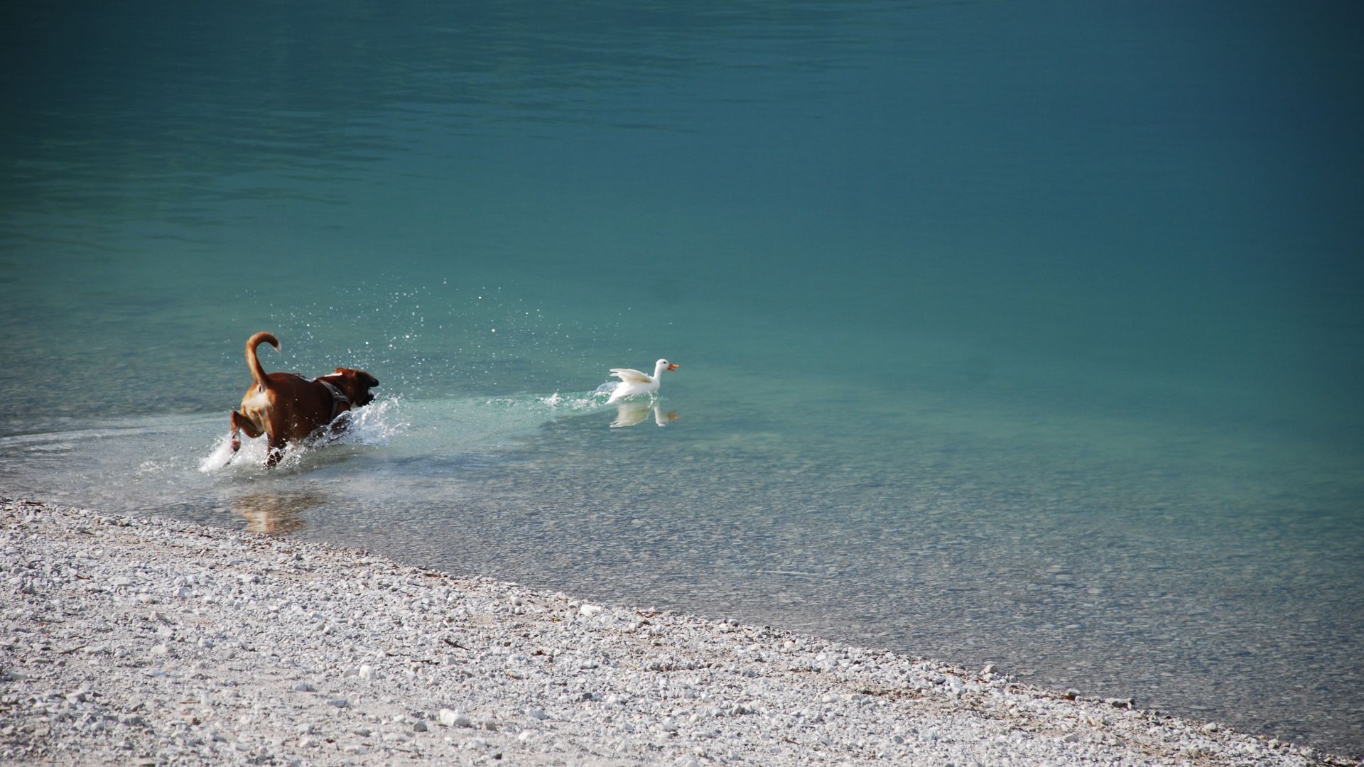Wallpaper Boxer dog, lake, duck, game