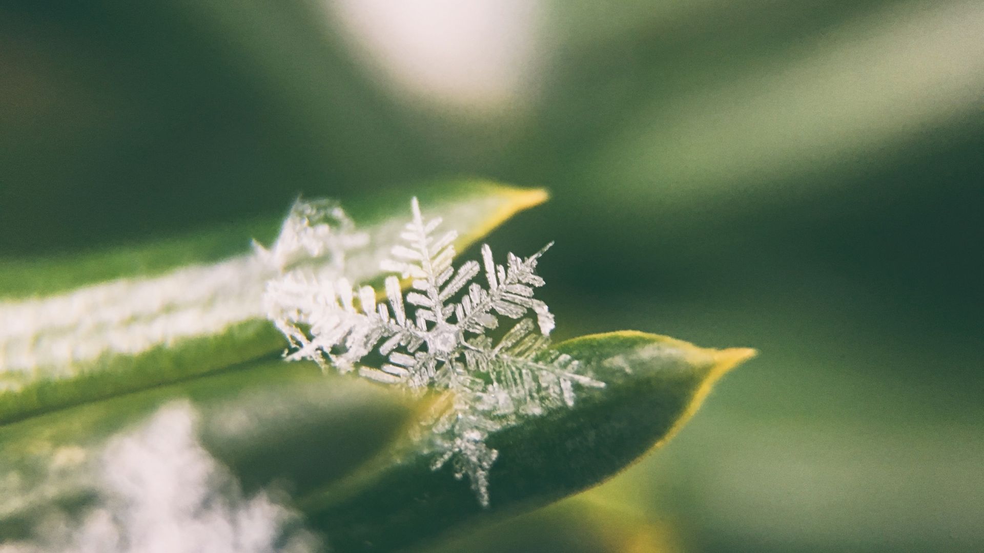 Wallpaper Snowflake, leaves, close up