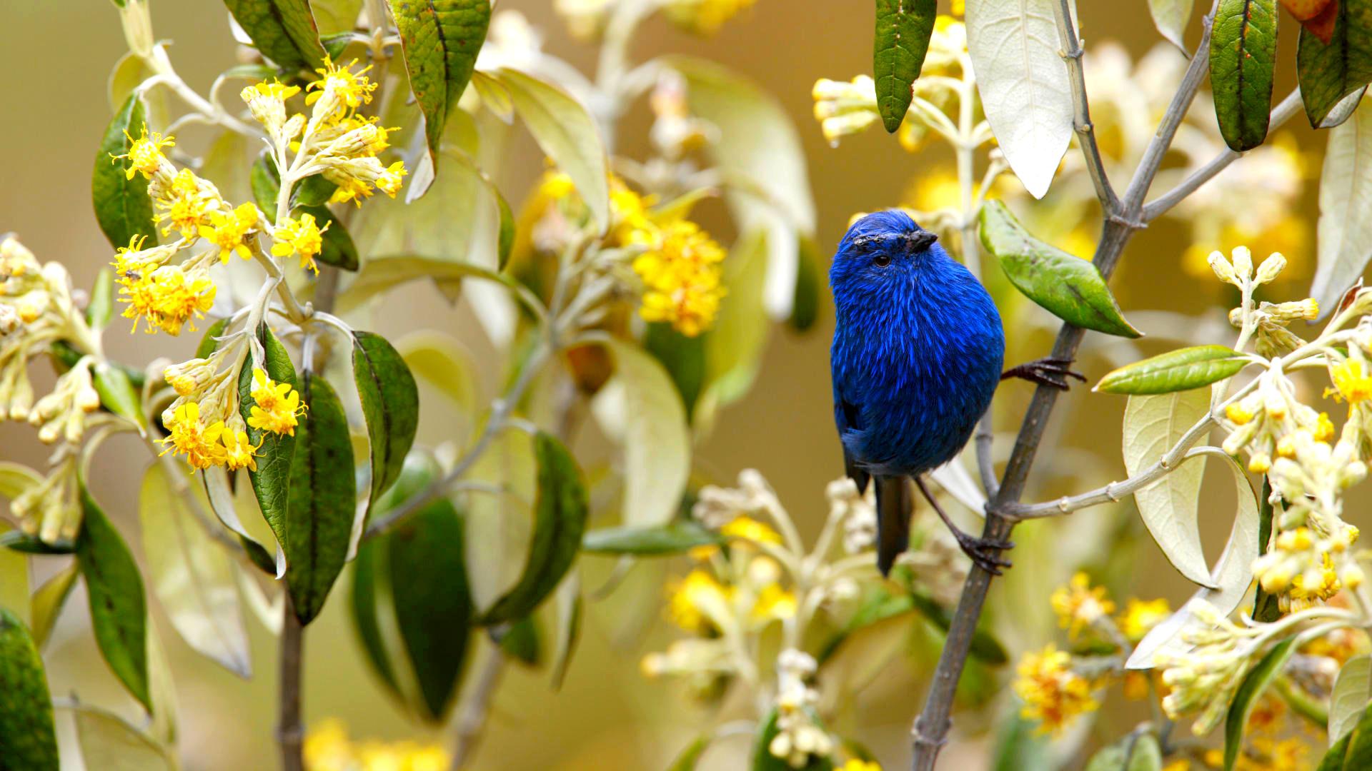 Wallpaper Blue Tanager bird, flowers, sitting
