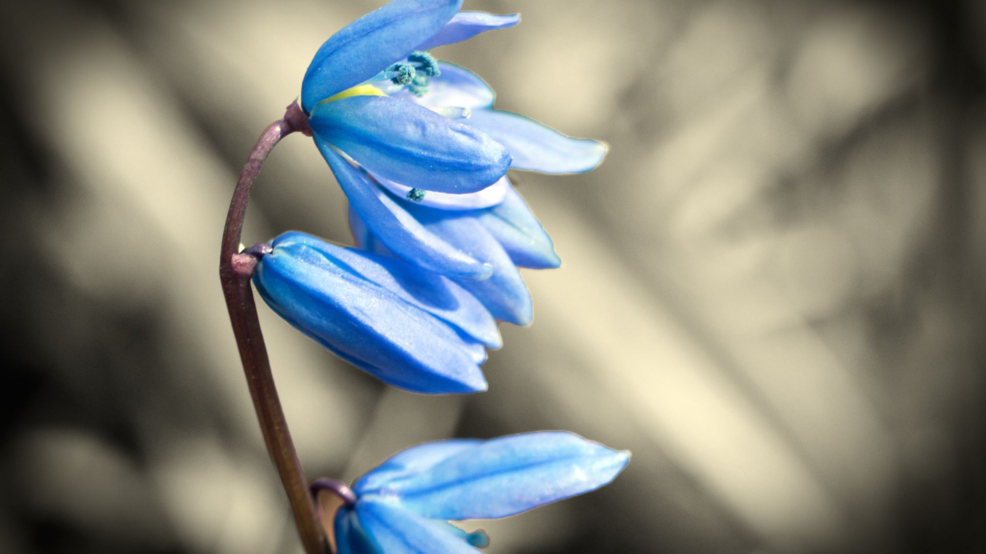 Wallpaper Spring, beauty of blue flowers