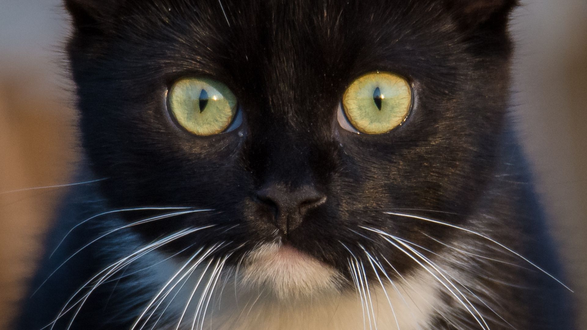 Wallpaper Cat, fur, muzzle, black animal