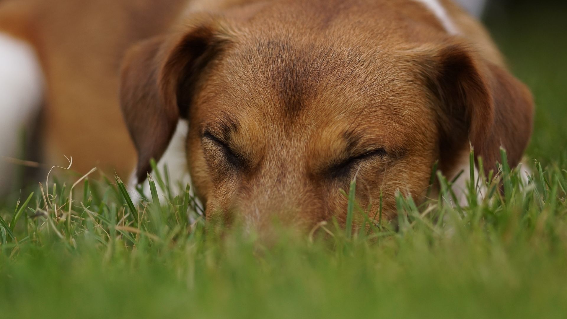 Wallpaper Dog, grass, relaxed, asleep