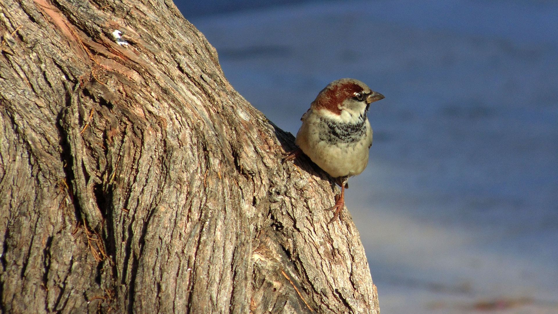 Wallpaper Sparrow bird, small bird, sitting