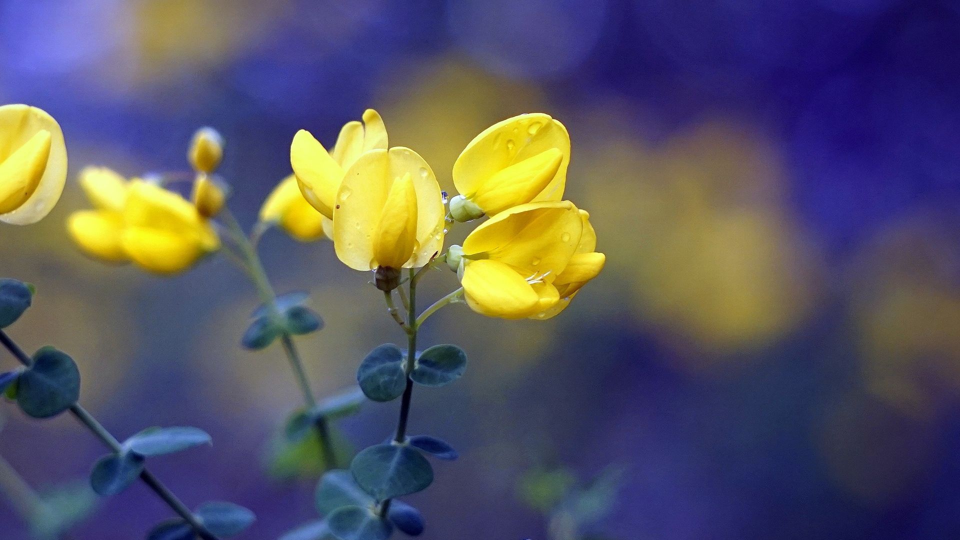 Wallpaper Yellow flowers, spring, blur, bokeh