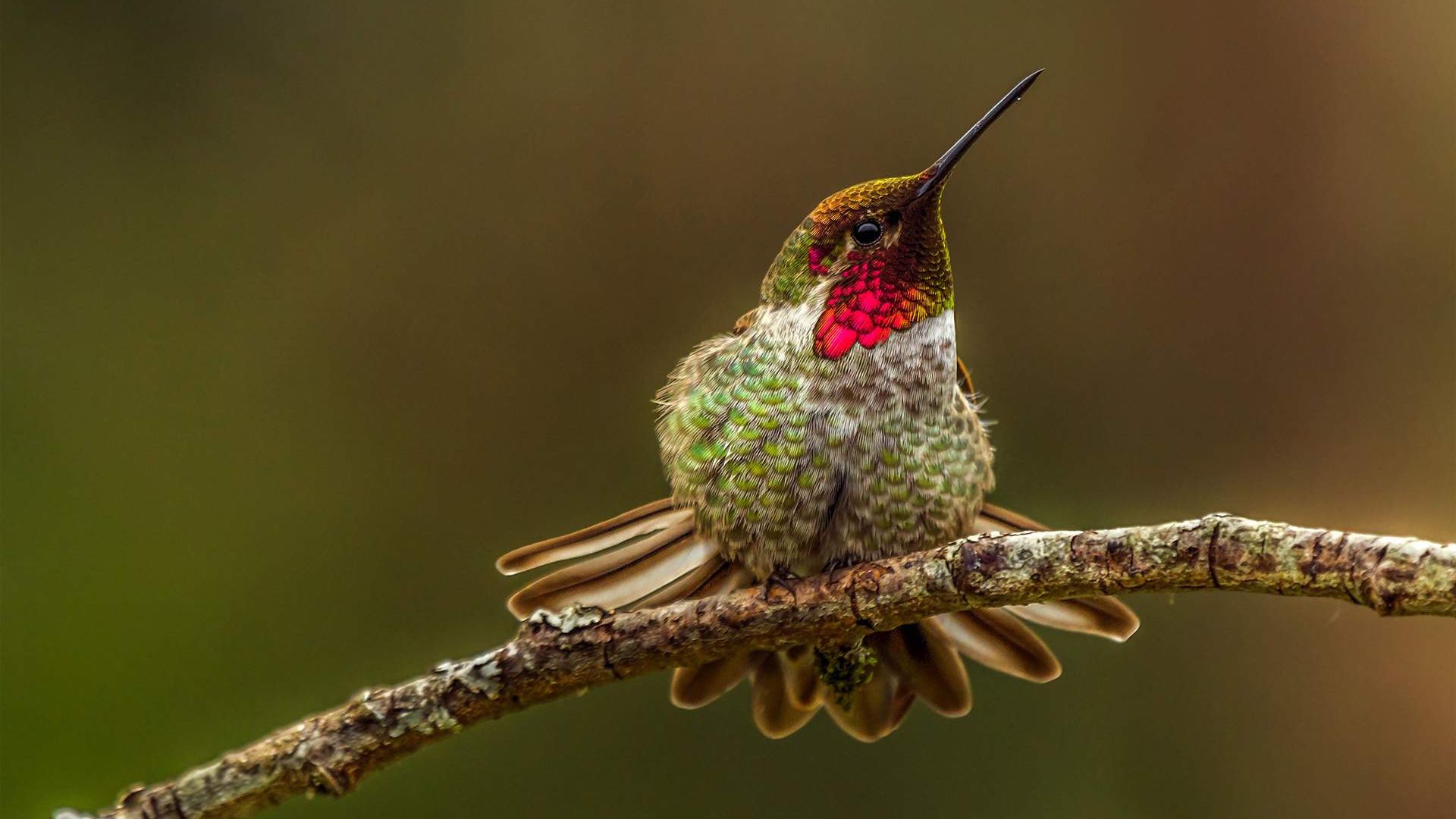 Wallpaper Cute little hummingbird