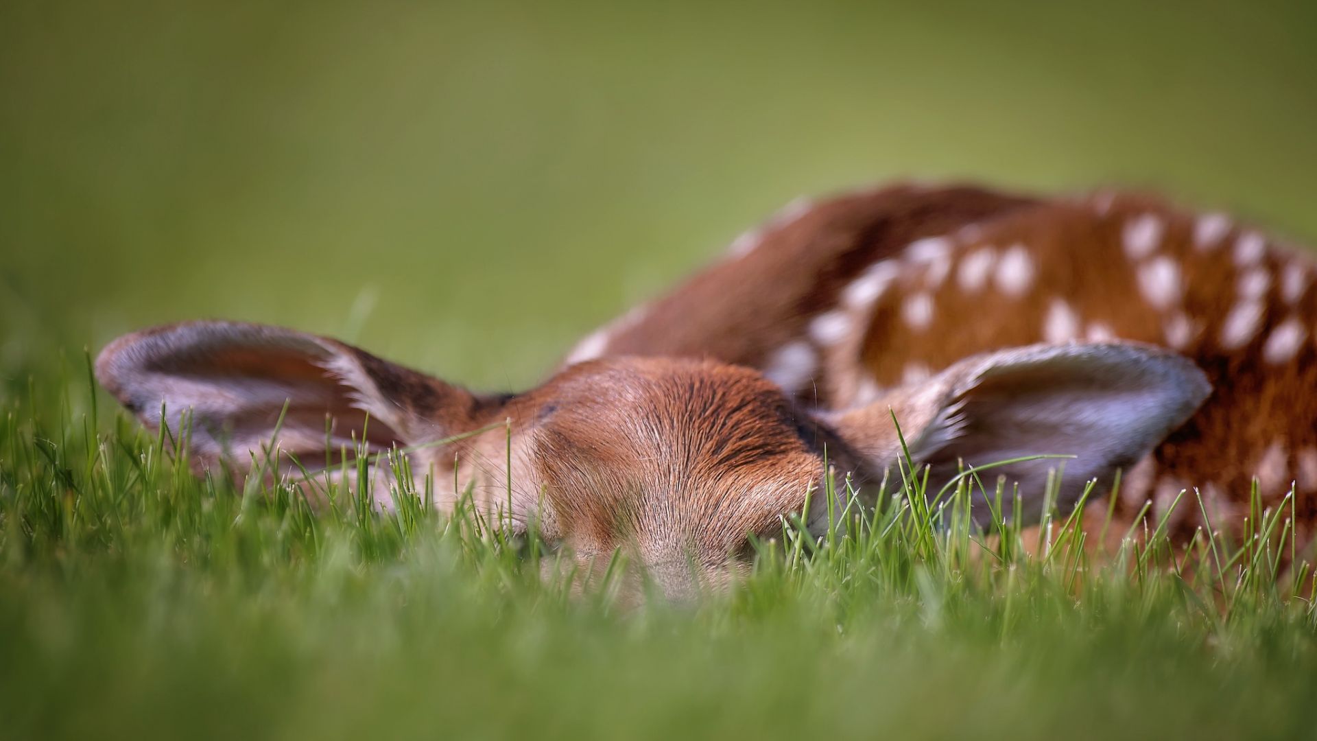 Wallpaper Deer, cute, spotted wild animal, sleep, grass