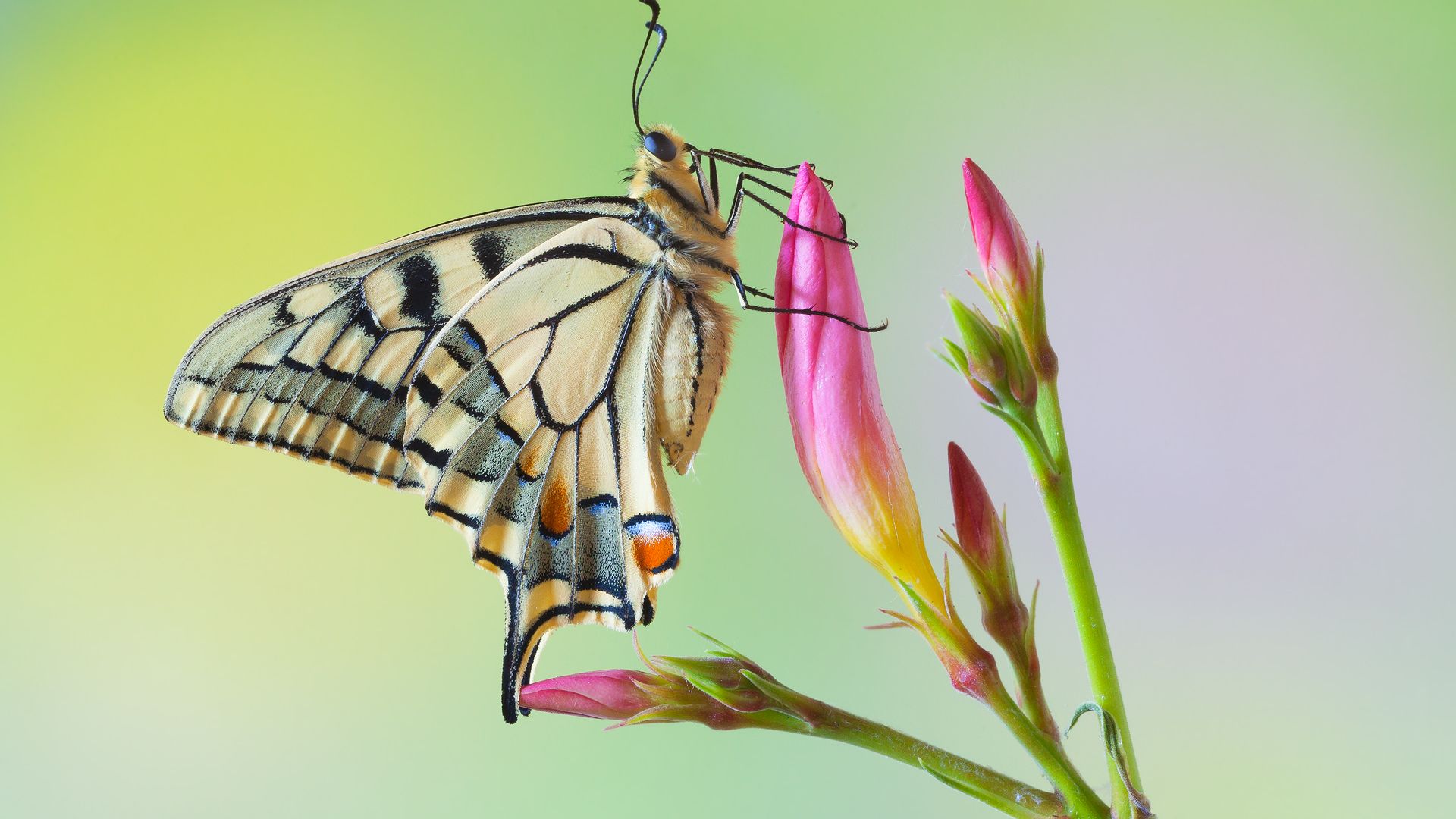 Wallpaper Butterfly, flower bud, close up
