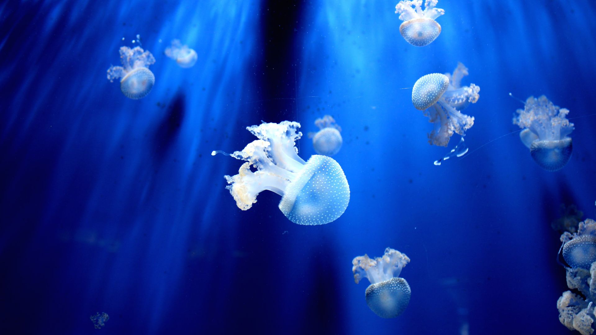 Desktop Wallpaper Small Jelly Fishes, Underwater, Hd Image, Picture,  Background, Lr Tnp