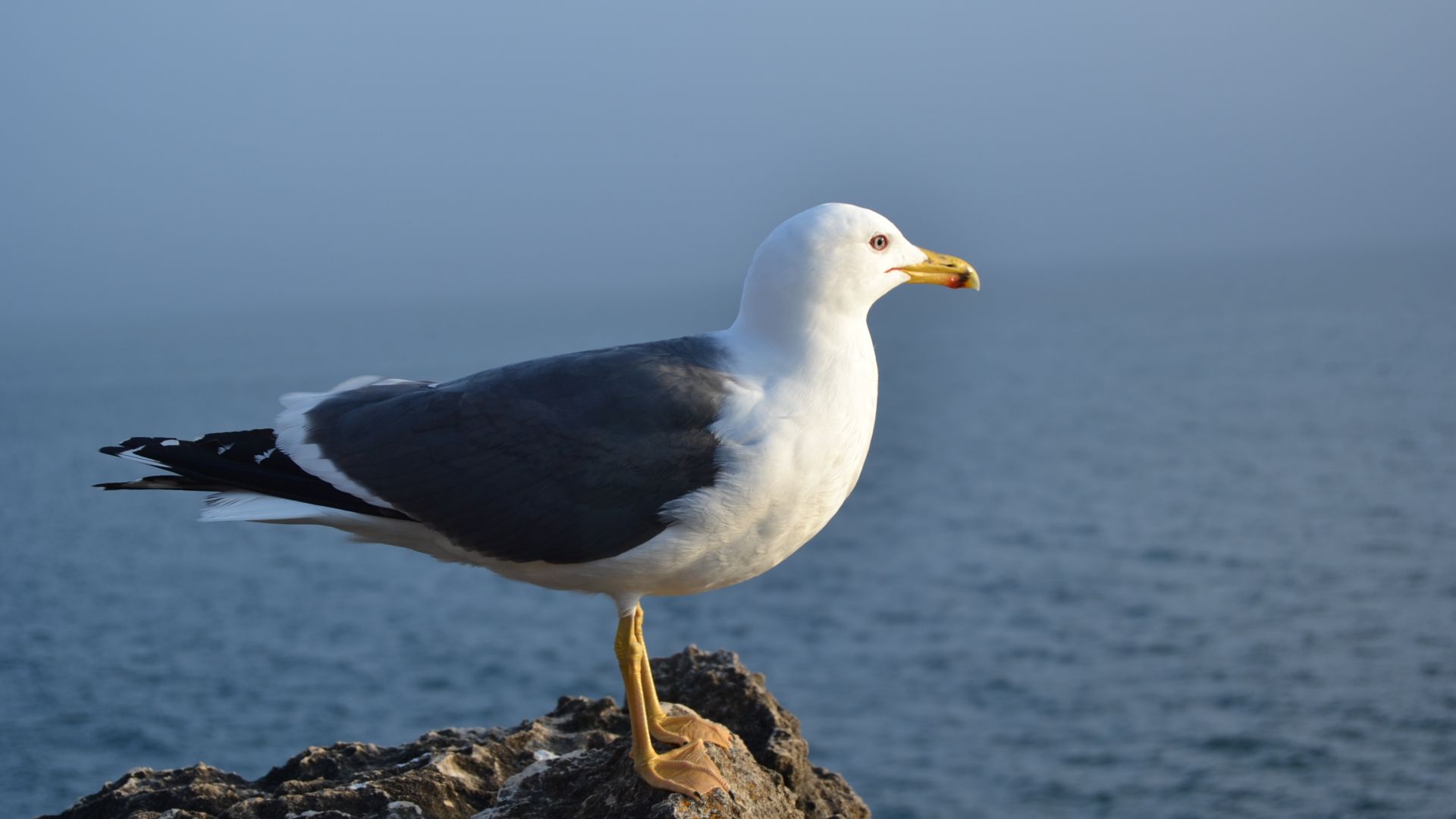 Wallpaper Seagull, gull, white bird, guarding