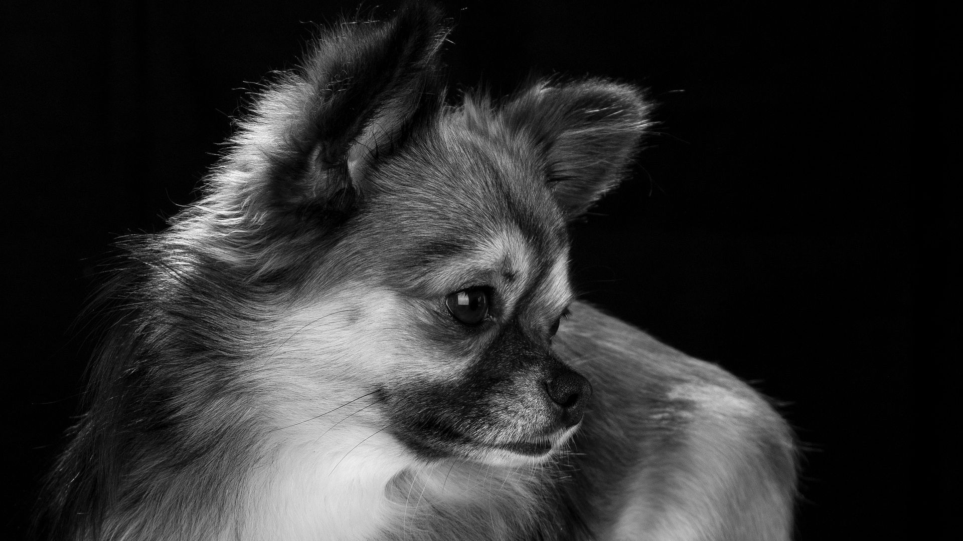 Wallpaper Chihuahua dog, dog, muzzle, monochrome