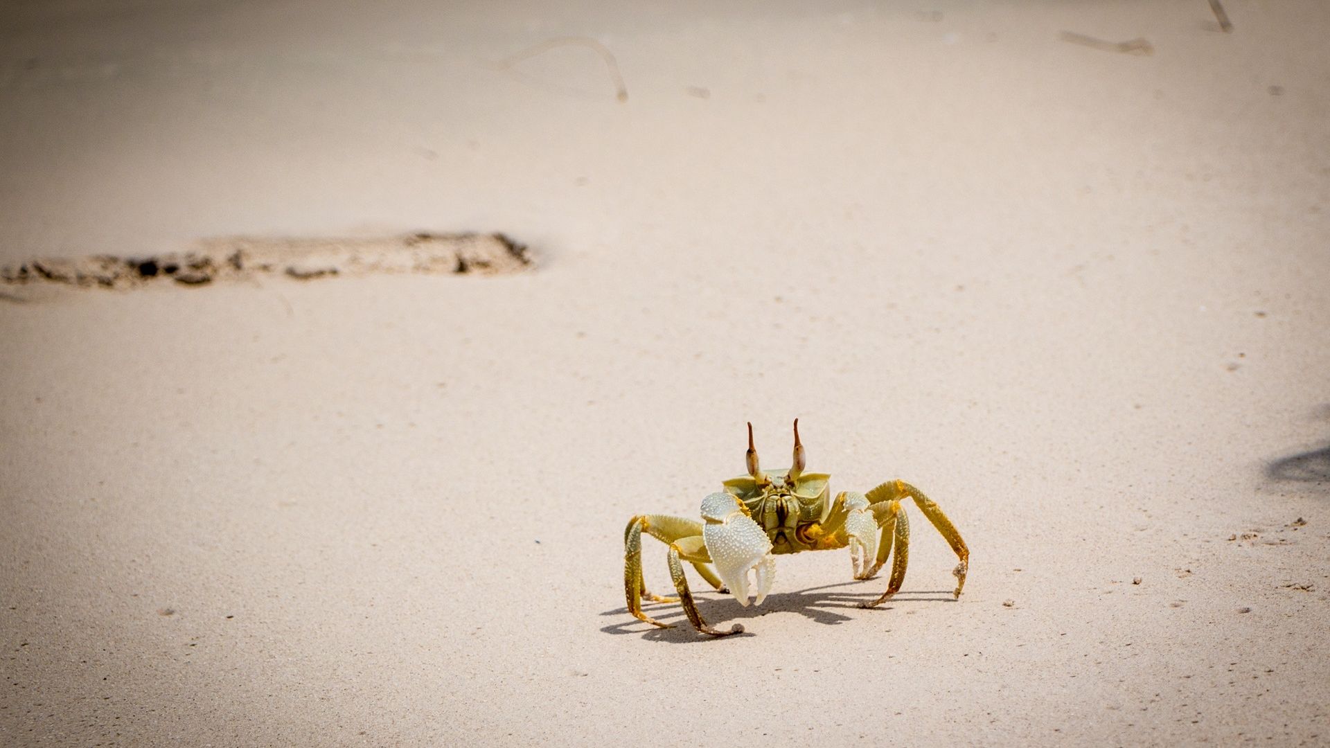 Wallpaper Sand, beach, crab