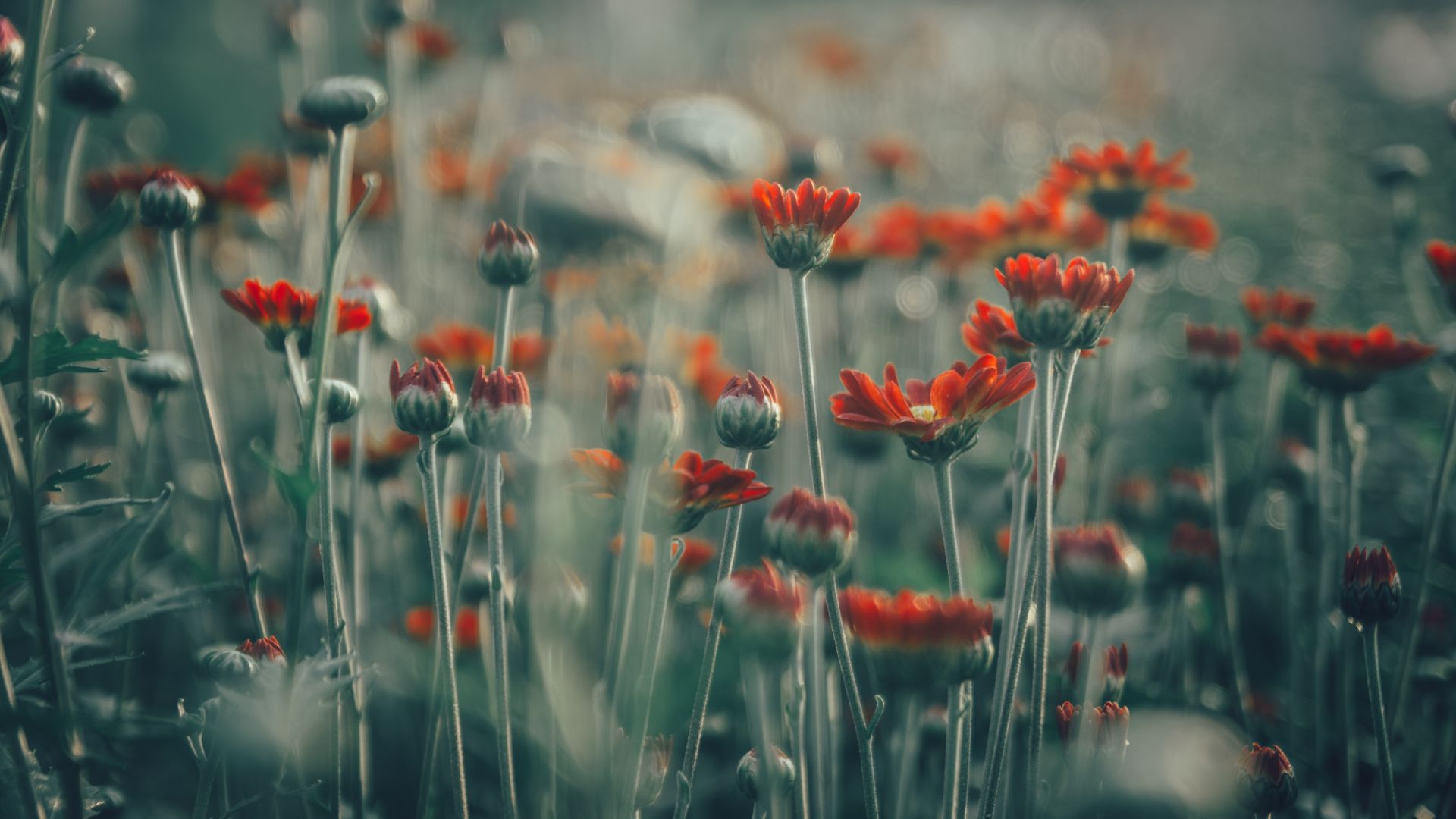 Wallpaper Flowers field, blurred